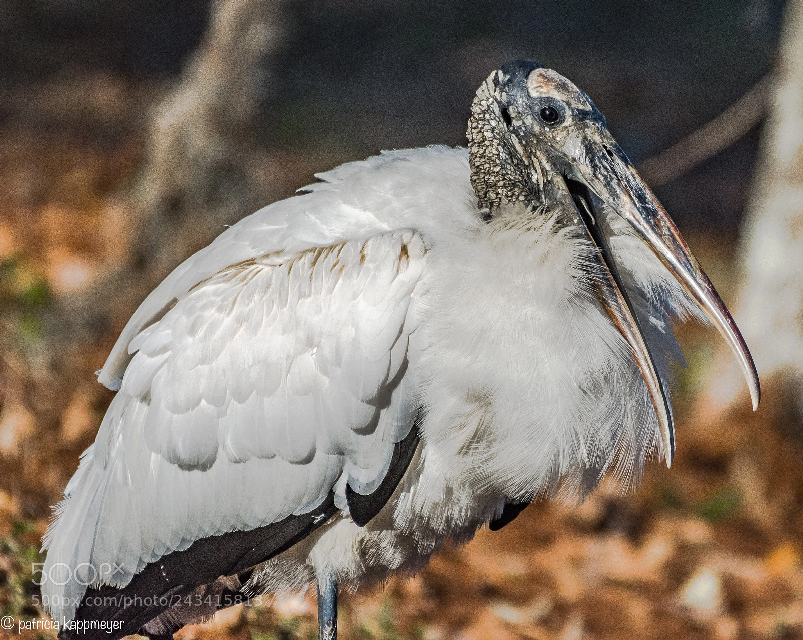 Nikon D7200 sample photo. Wood stork photography