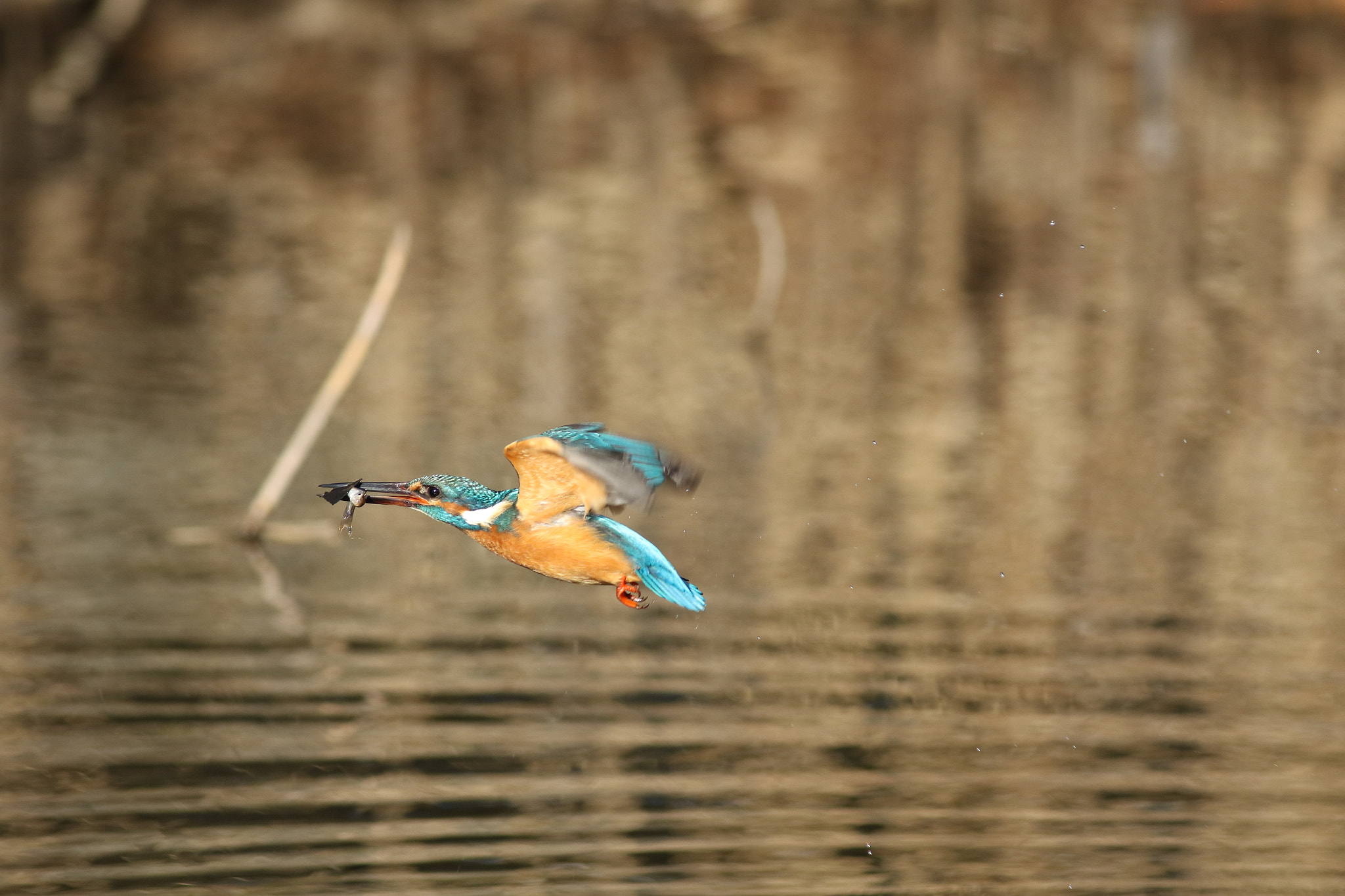 Canon EF 400mm F5.6L USM sample photo. A photography