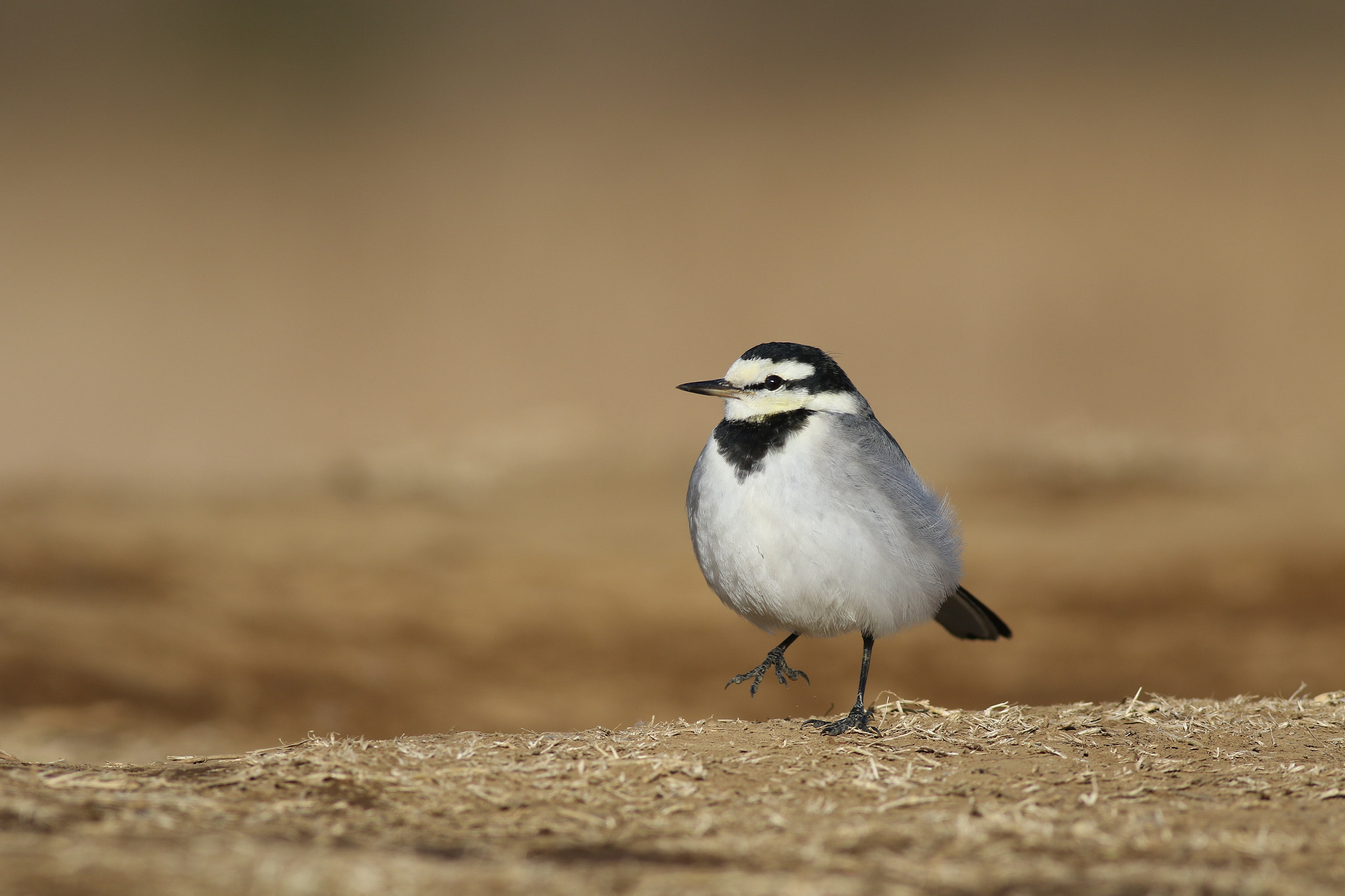 Canon EOS 7D Mark II + Canon EF 400mm F5.6L USM sample photo. A photography