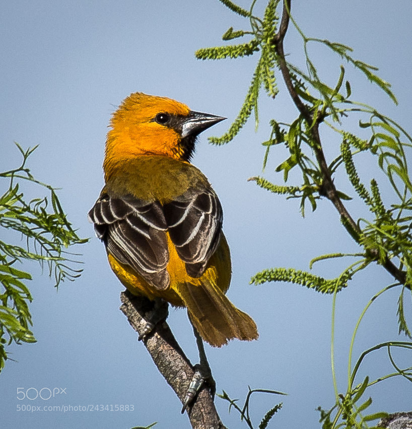 Canon EOS 7D Mark II sample photo. Altamira oriole photography