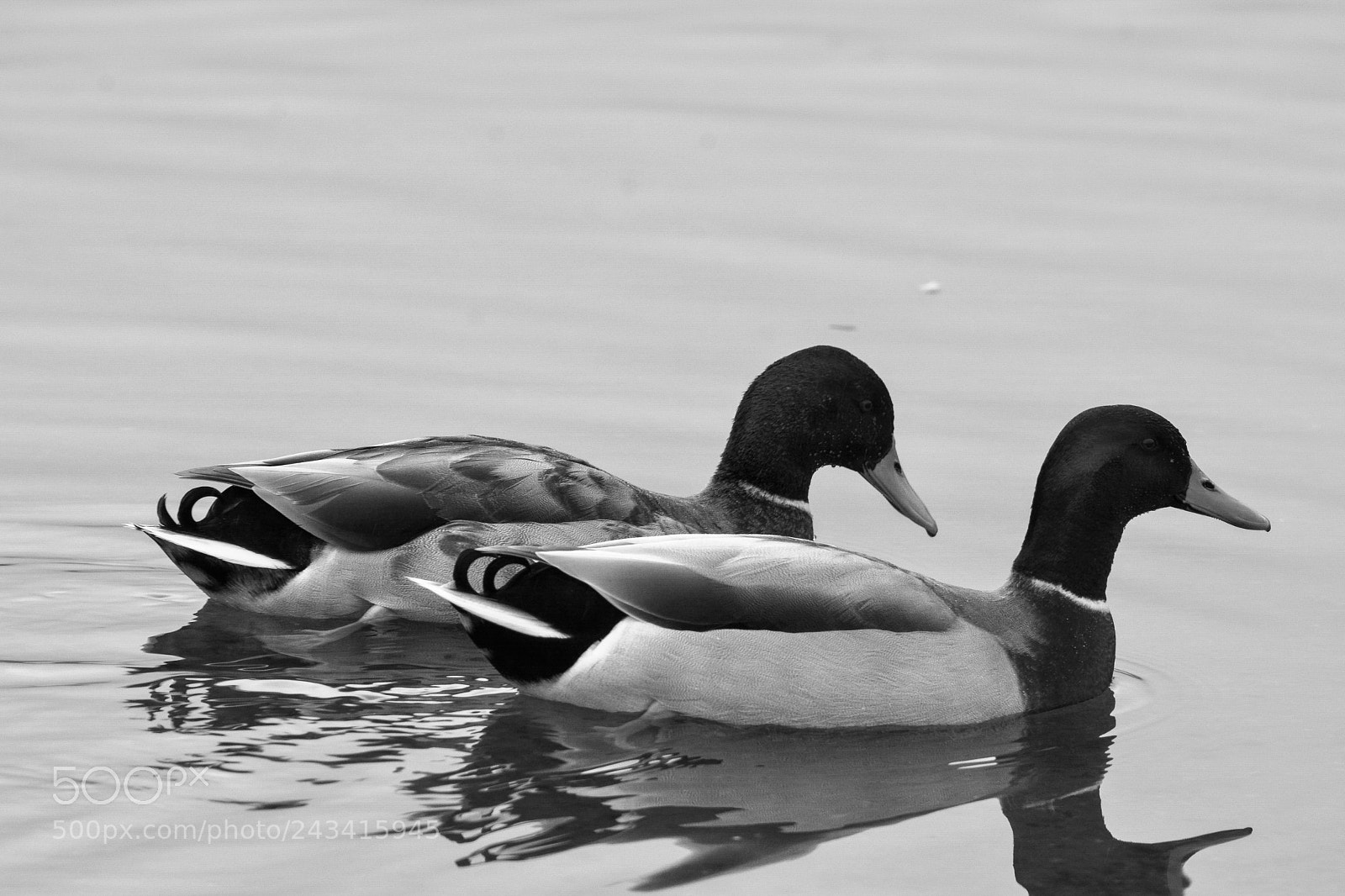 Nikon D7100 sample photo. Mallard ducks photography