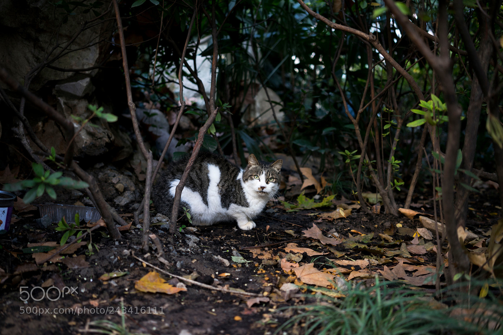 Sony a7 sample photo. Kitty photography