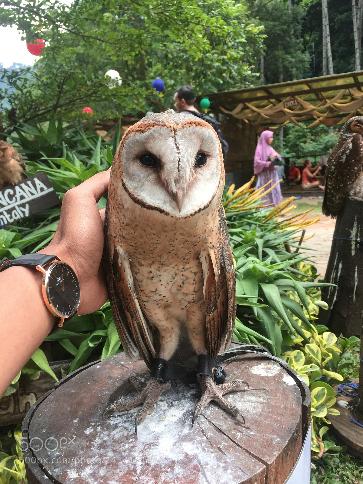 Apple iPhone 6 sample photo. Ini juga, burung hantu photography