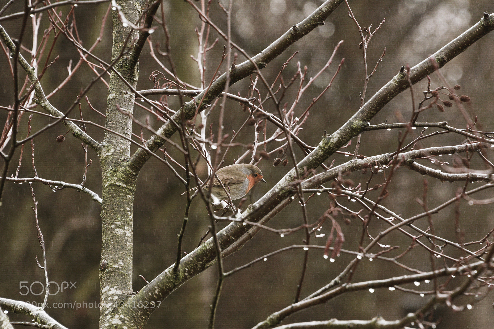Nikon D7100 sample photo. Robin photography