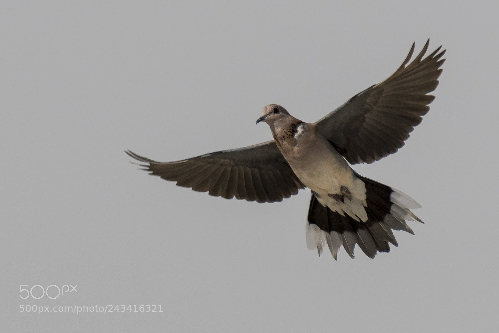 Nikon D500 sample photo. Laughing dove photography