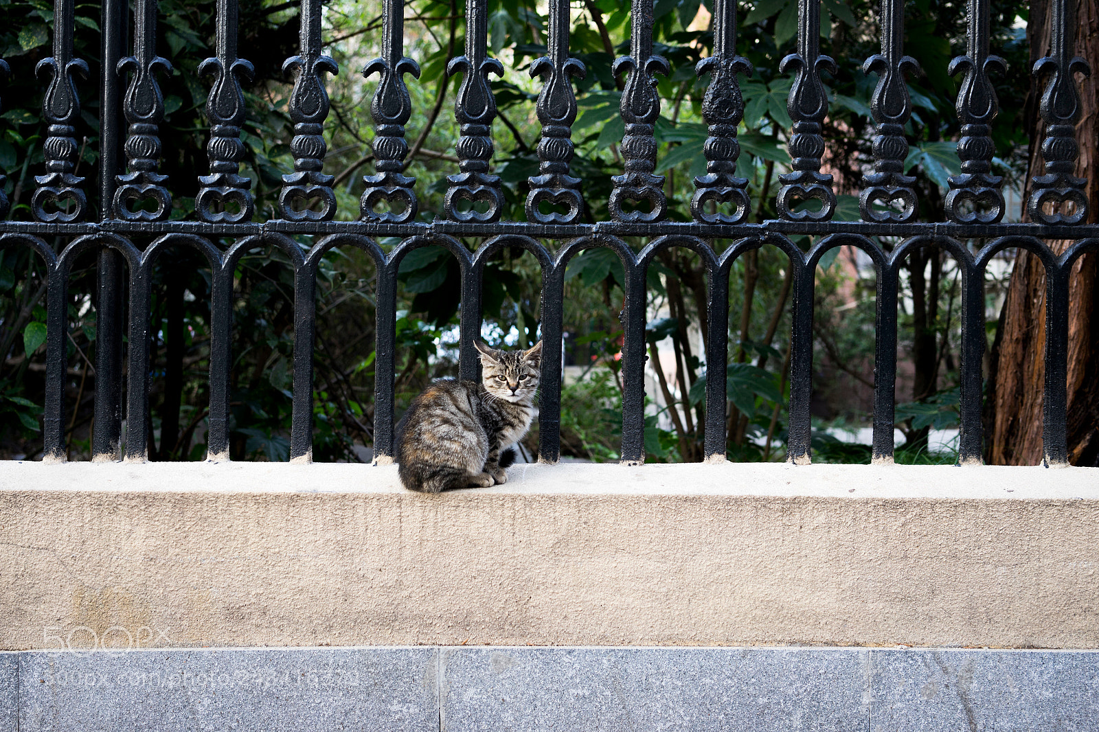 Sony a7 sample photo. Kitty on street photography