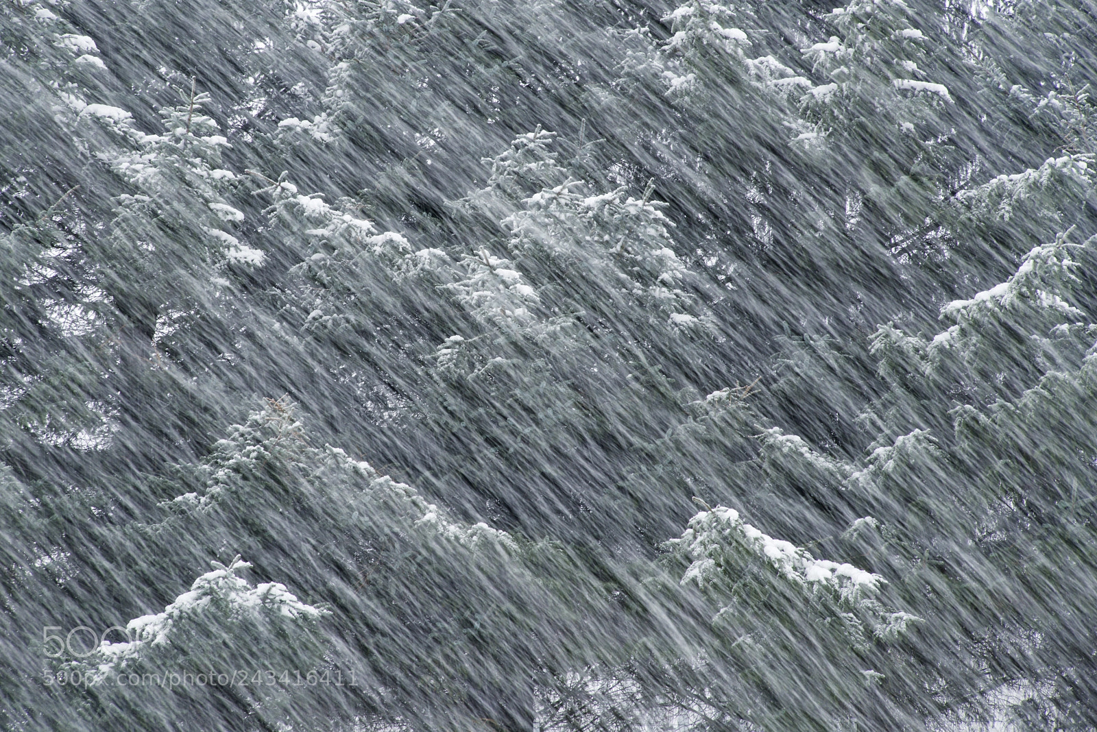 Nikon D800 sample photo. Snowy weather ll photography