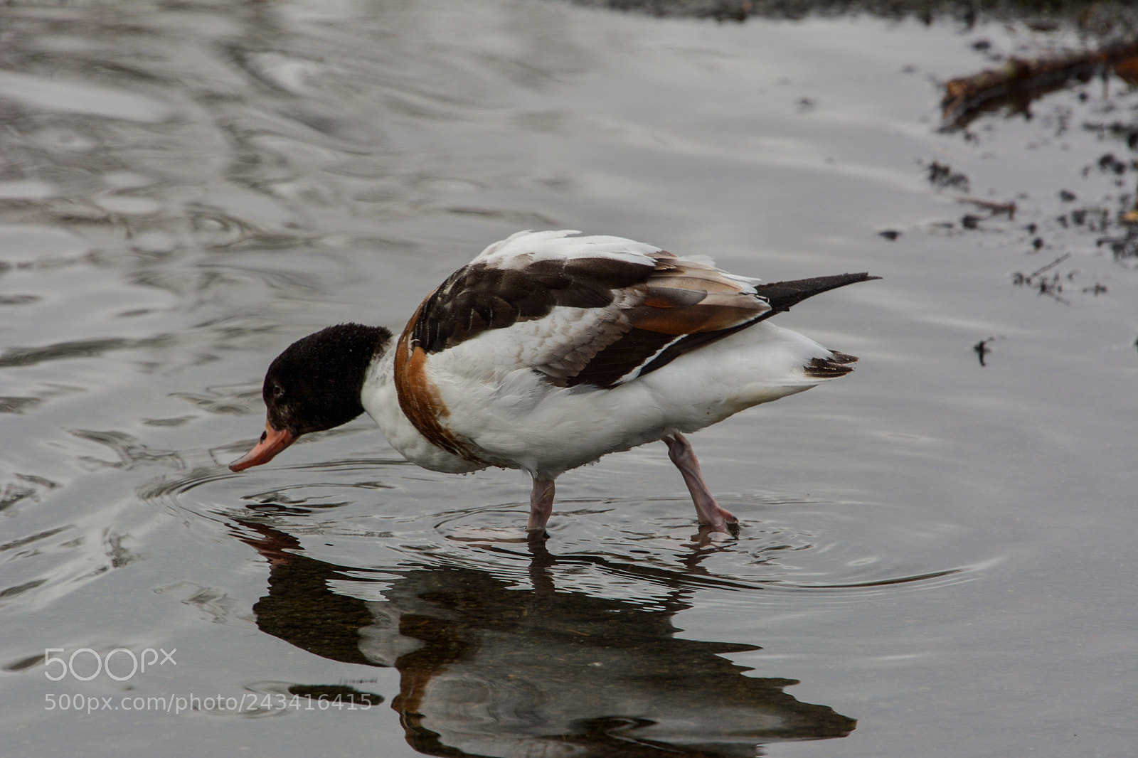 Nikon D7100 sample photo. Duck photography
