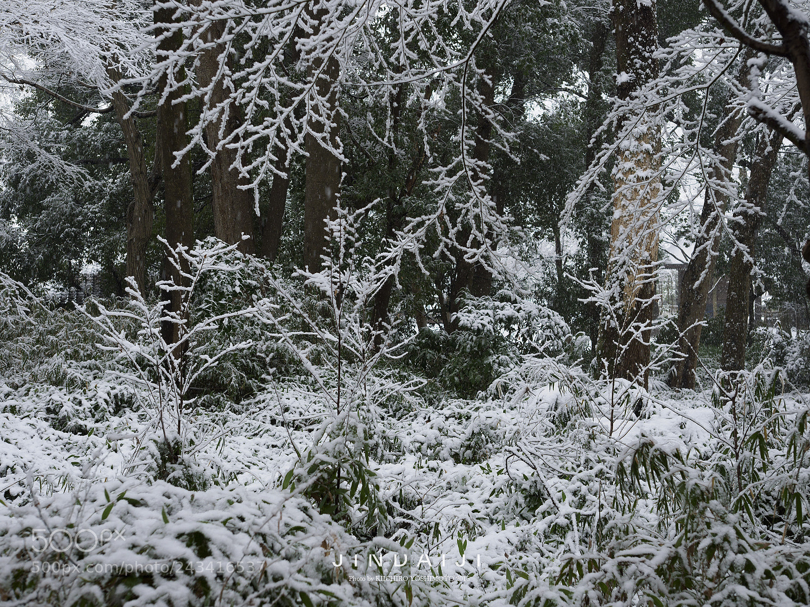 Olympus OM-D E-M1 Mark II sample photo. Covered with snow photography