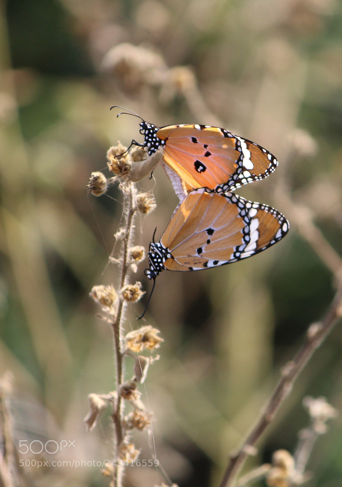 Canon EOS 1300D (EOS Rebel T6 / EOS Kiss X80) sample photo. Love making photography