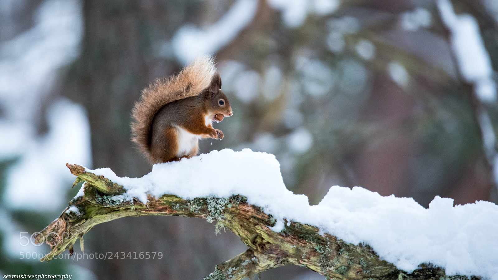 Nikon D850 sample photo. Red squirrel and hazel photography