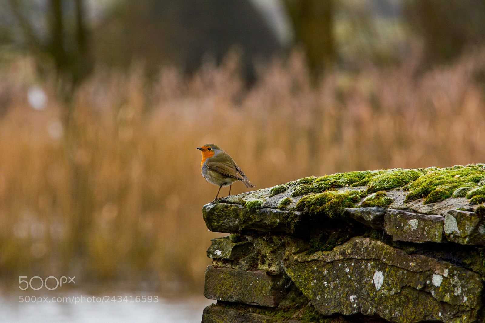 Nikon D7100 sample photo. Robin photography