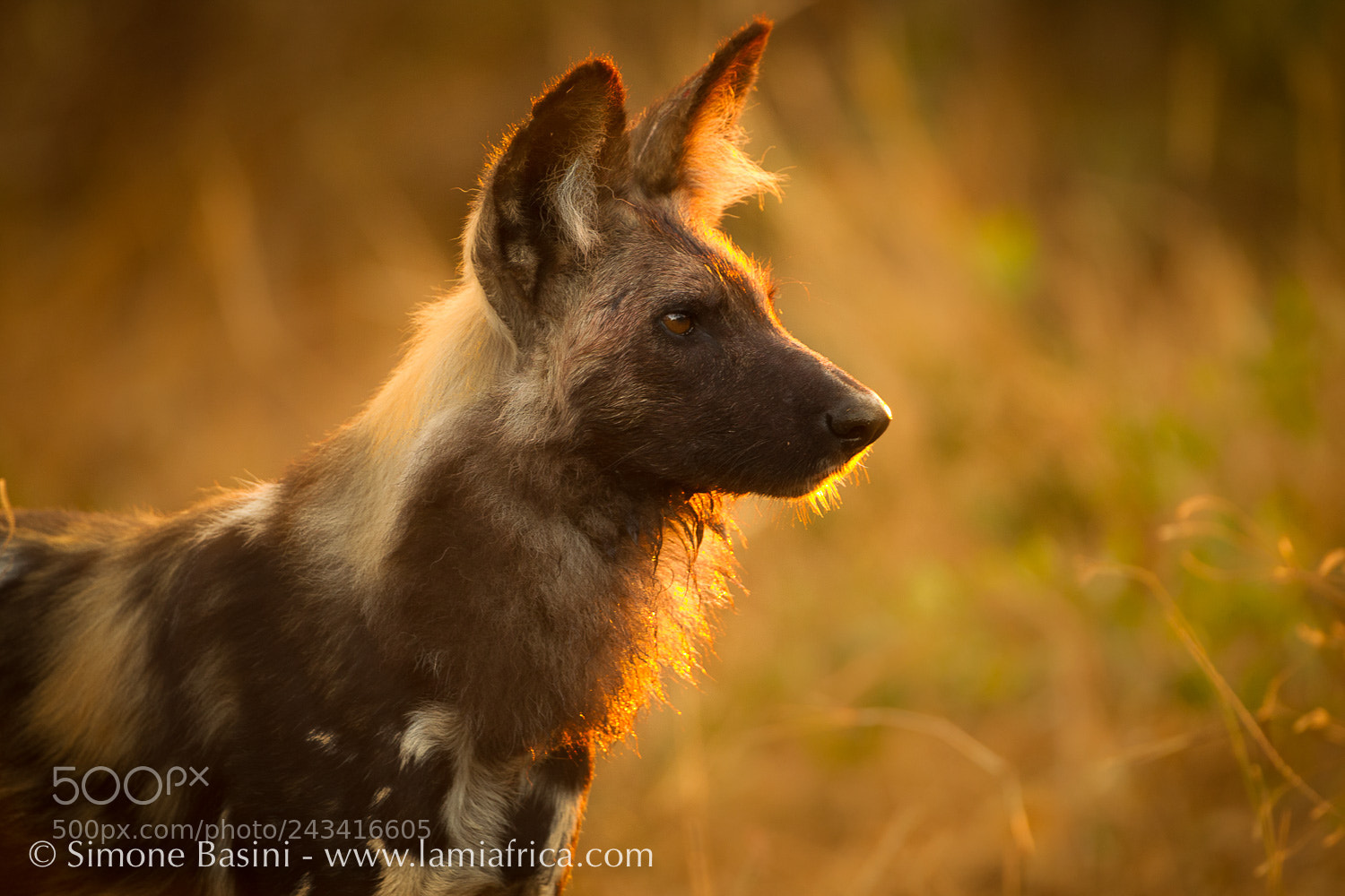 Canon EOS-1D Mark IV sample photo. Wilddog at sunset photography