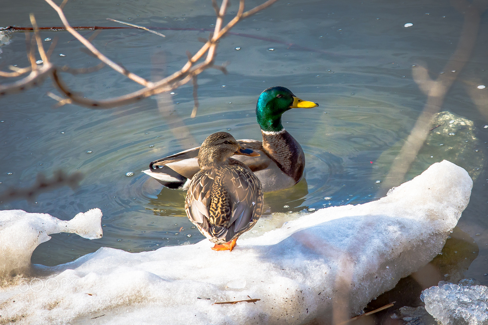 Nikon D7200 sample photo. Cold duck photography