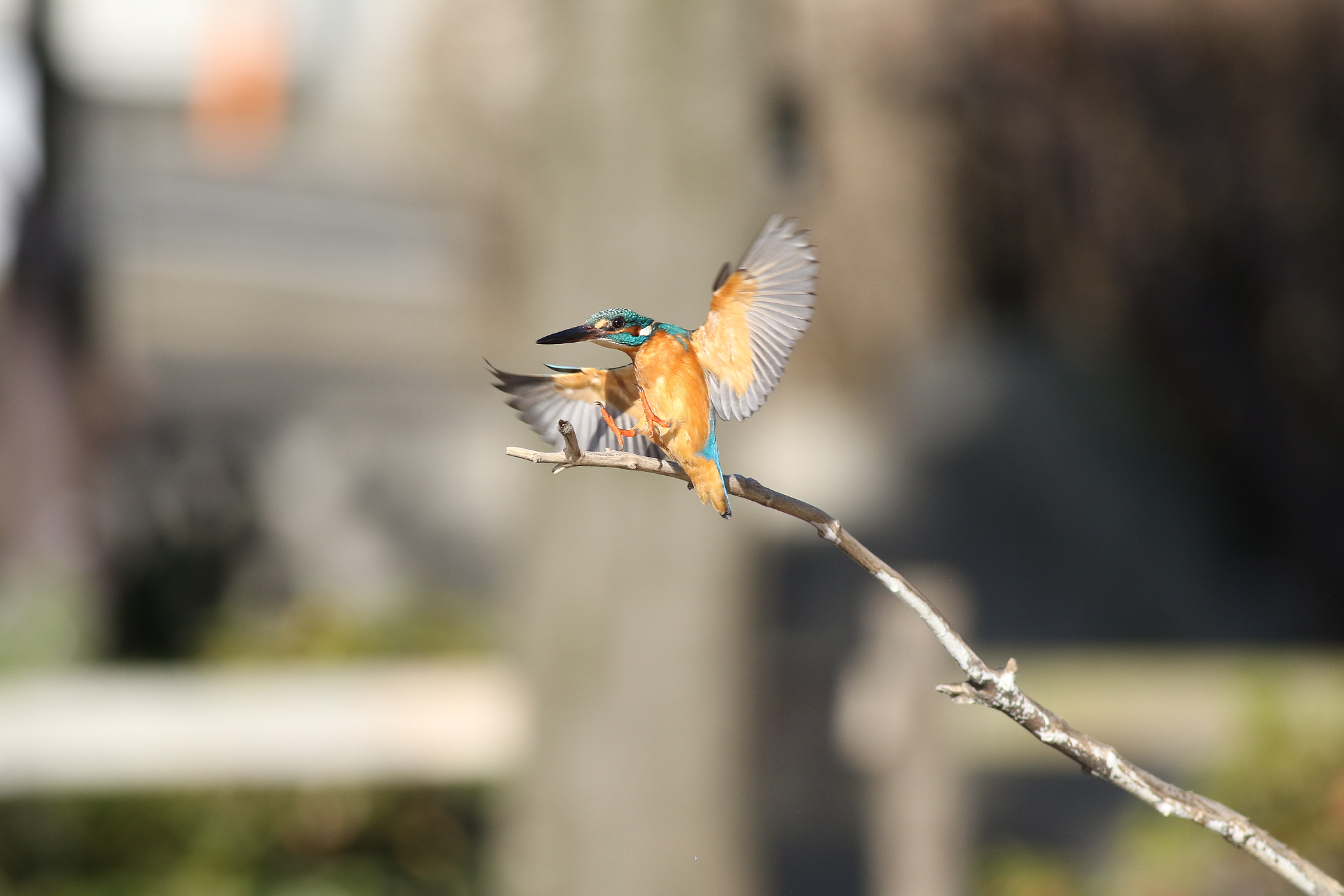 Canon EF 400mm F5.6L USM sample photo. A photography