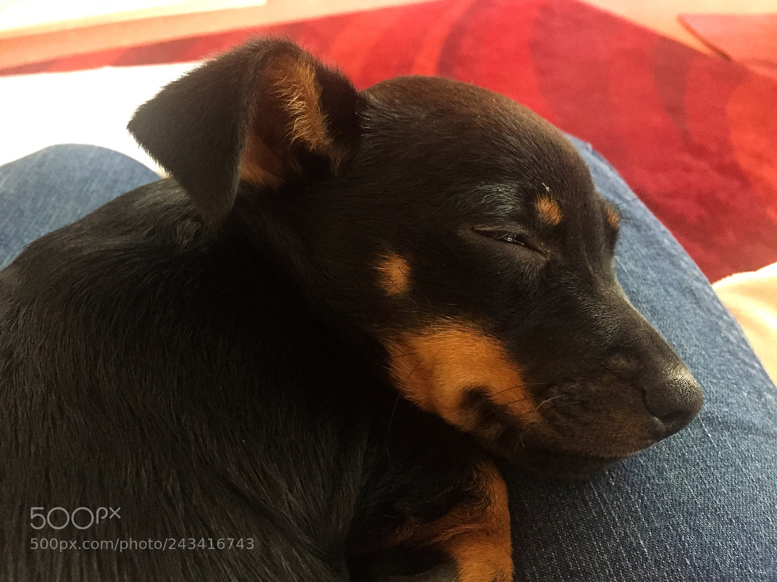 Apple iPhone 6 sample photo. Let sleeping dogs lie photography