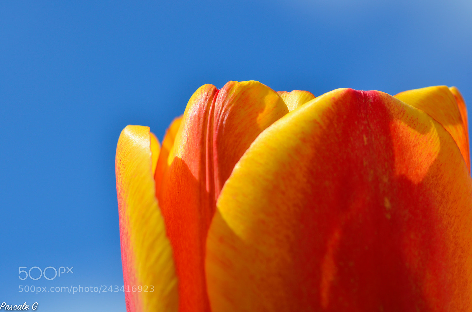 Nikon D5100 sample photo. Want to spring envie photography