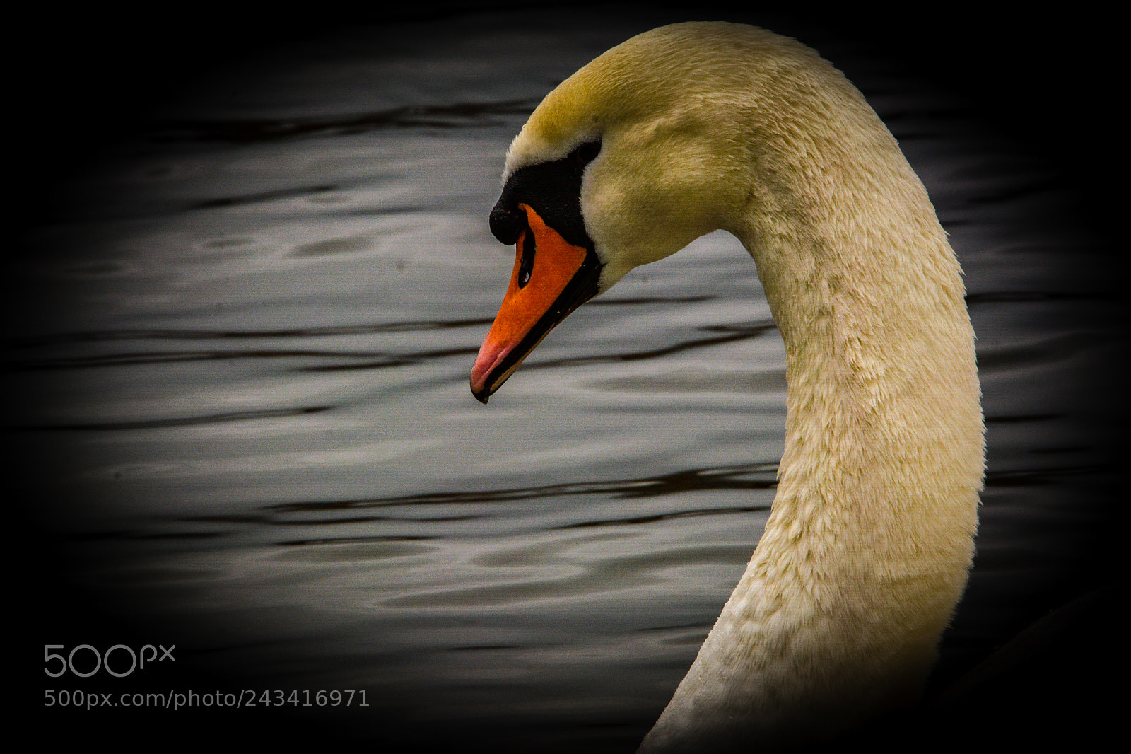 Nikon D7100 sample photo. Swan photography