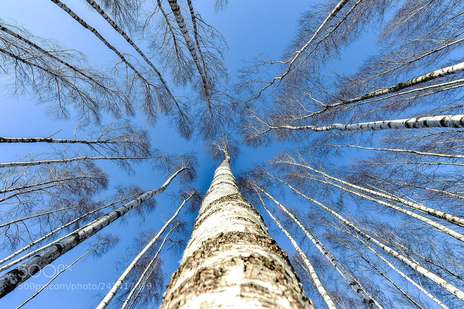Nikon D4S sample photo. Winter in lithuania photography