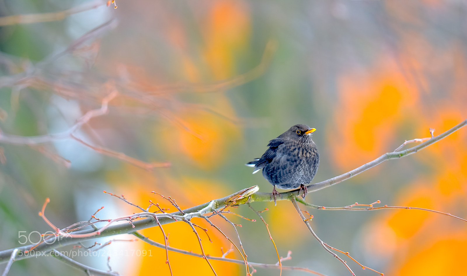 Nikon D4S sample photo. Winter in lithuania photography