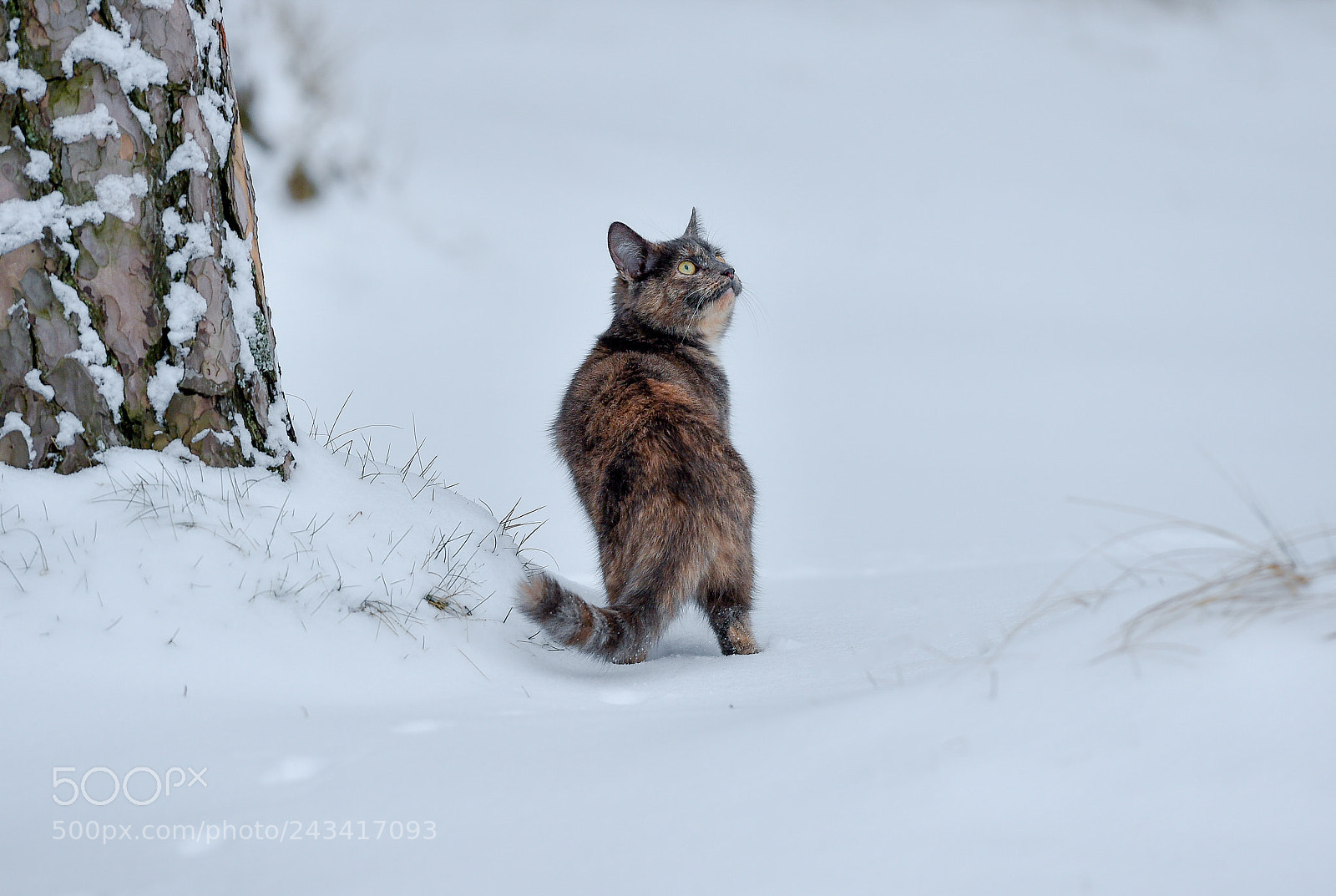 Nikon D4S sample photo. Winter in lithuania photography