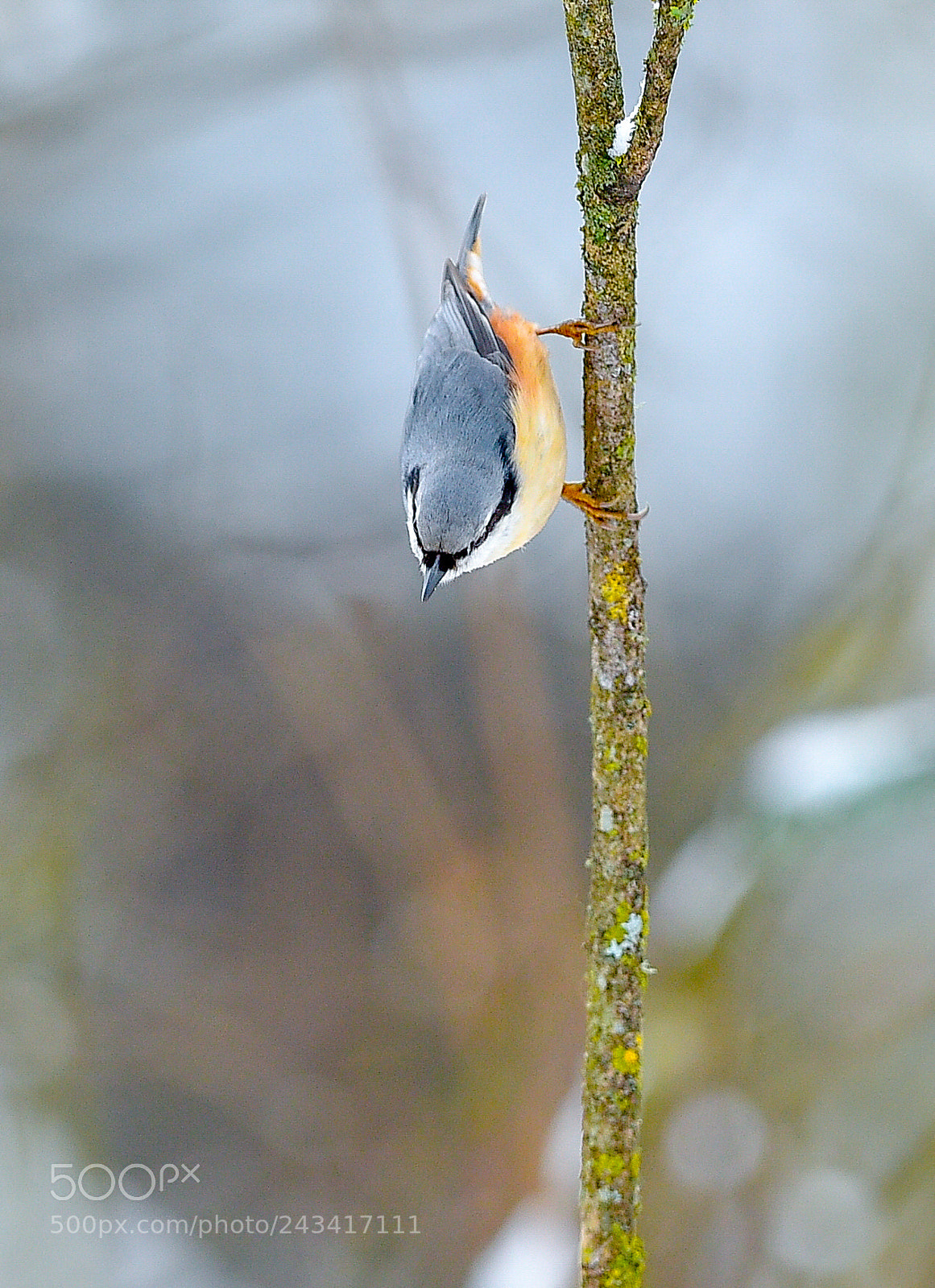 Nikon D4S sample photo. Winter in lithuania photography