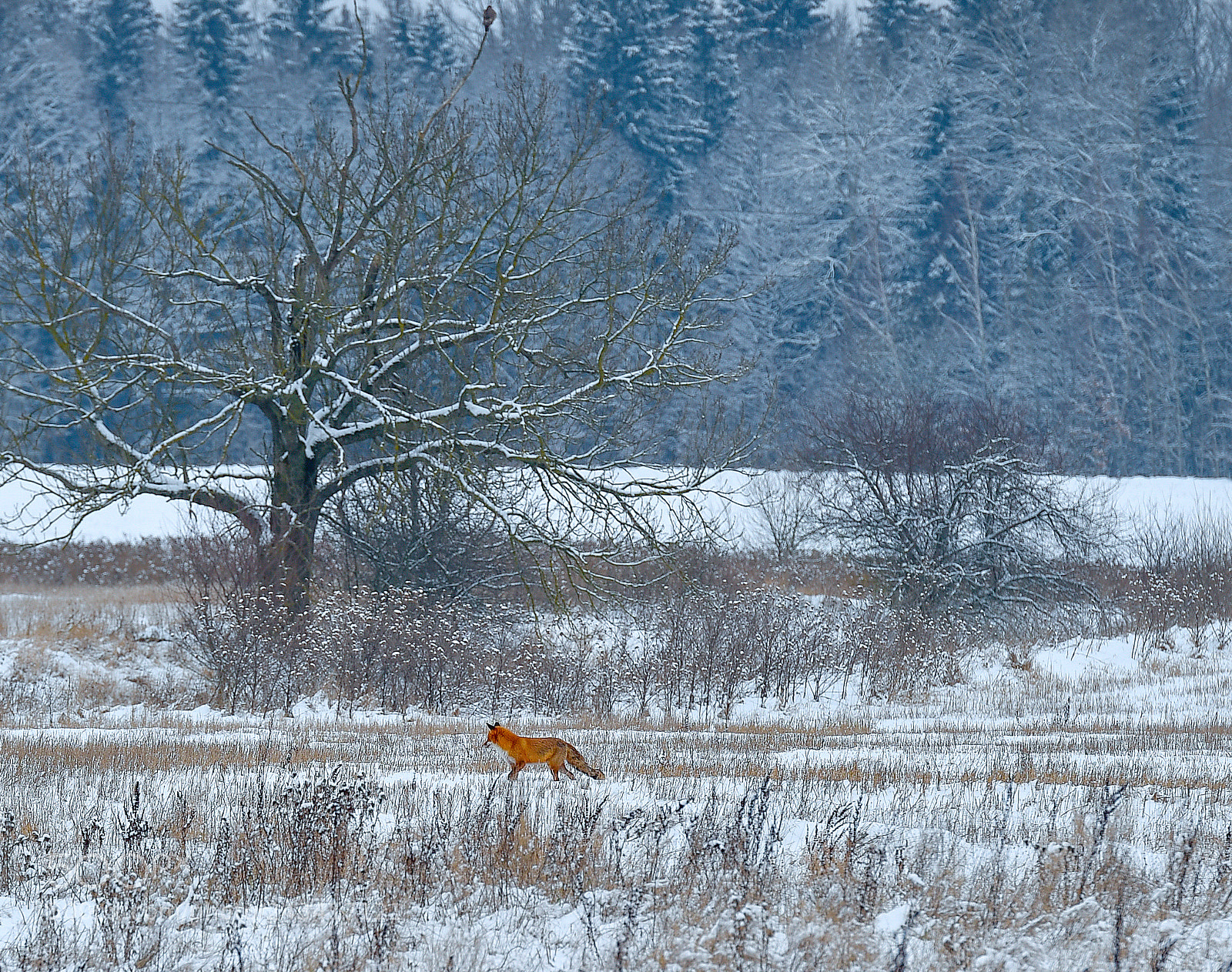 Nikon D4S sample photo. Winter in lithuania photography