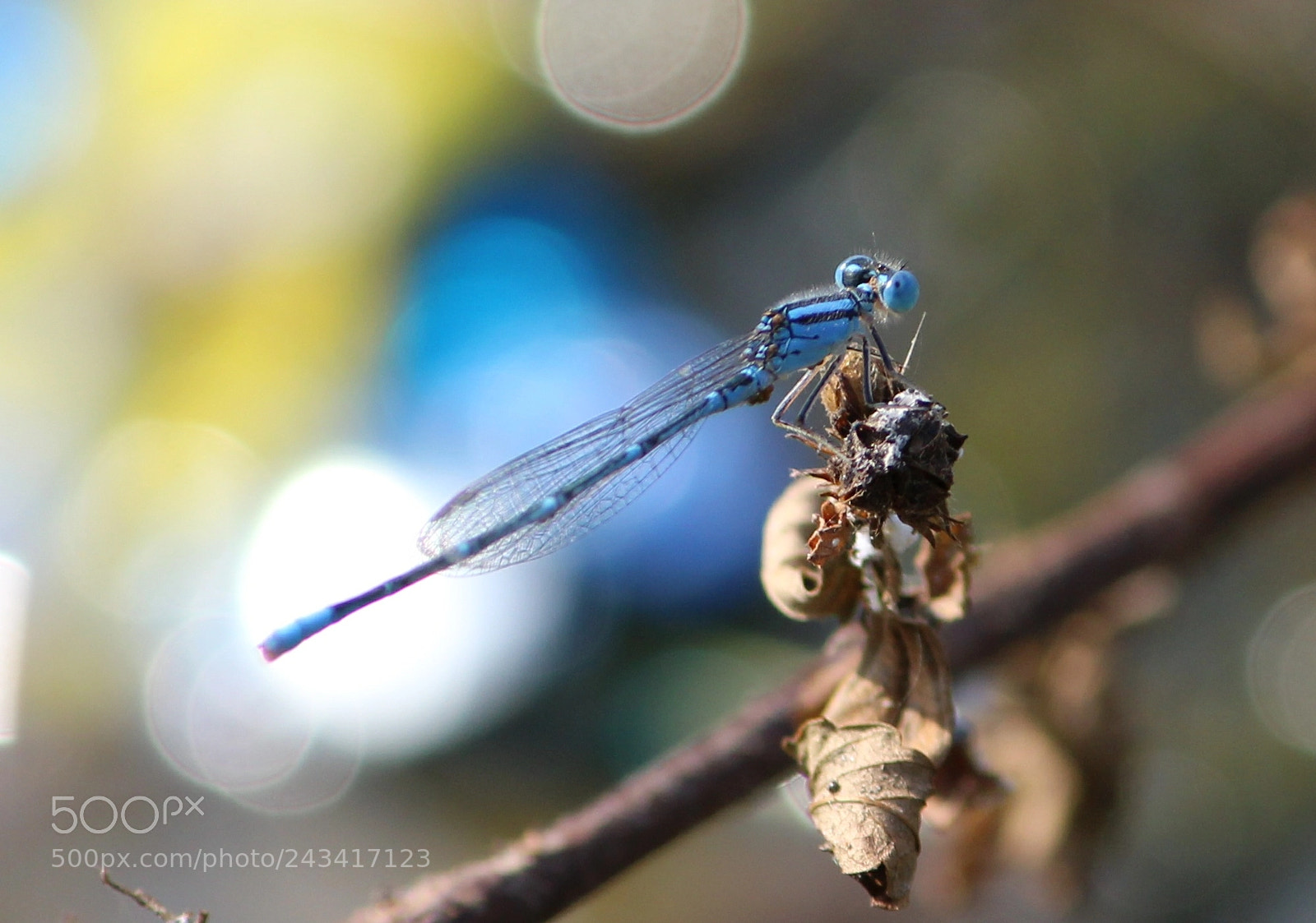 Canon EOS 1300D (EOS Rebel T6 / EOS Kiss X80) sample photo. Damsel fly photography