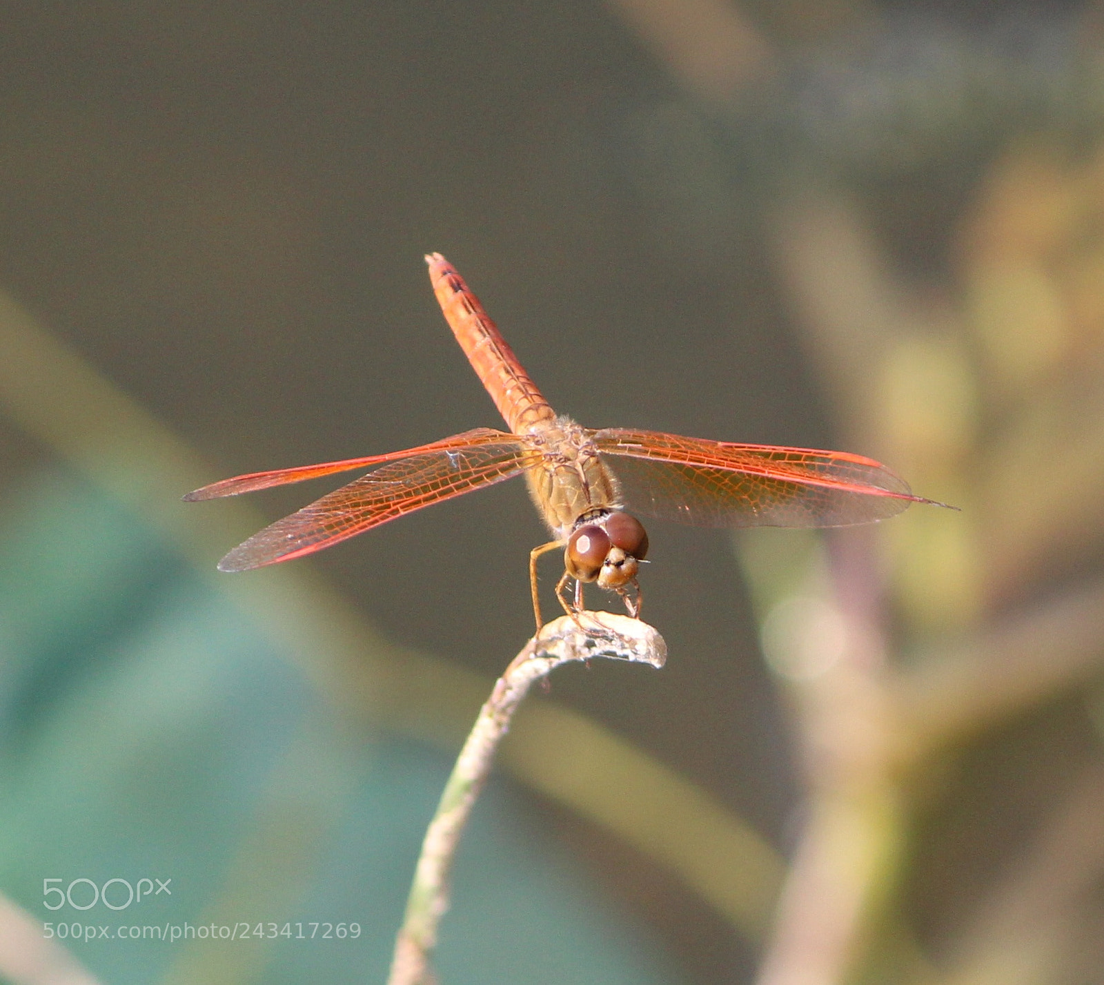 Canon EOS 1300D (EOS Rebel T6 / EOS Kiss X80) sample photo. Dragon fly photography