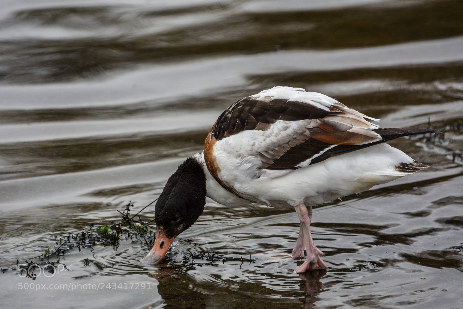 Nikon D7100 sample photo. Duck photography