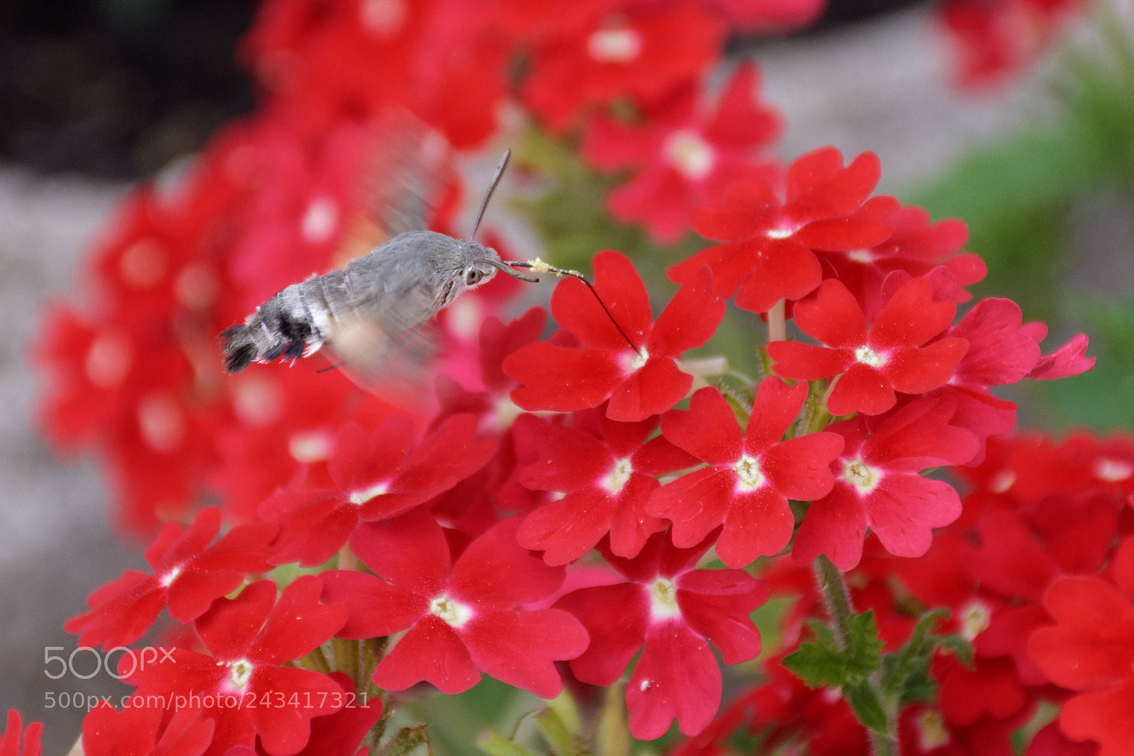 Nikon D7200 sample photo. Moro sphinx dxo photography