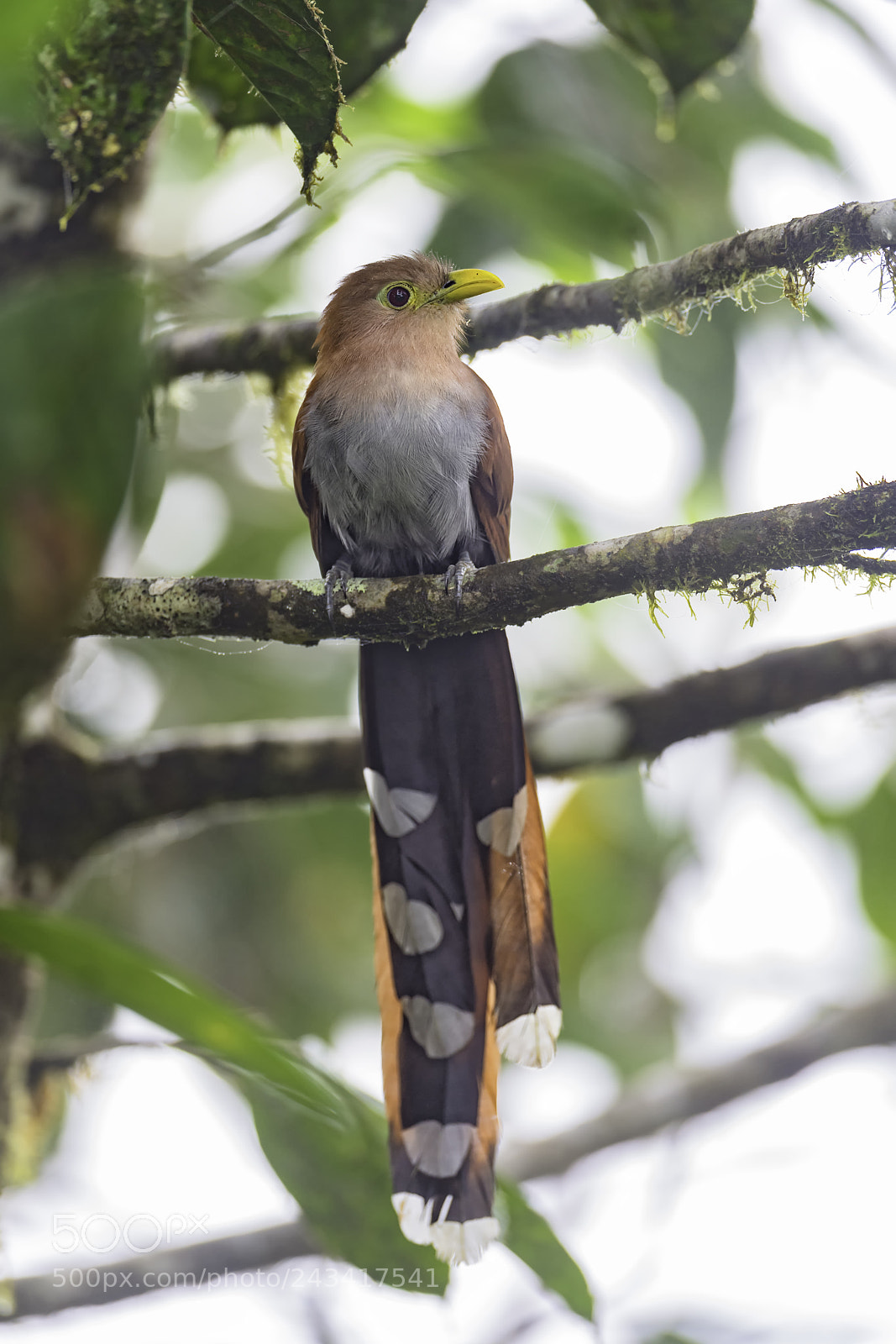 Nikon D850 sample photo. Squirrel cuckoo photography