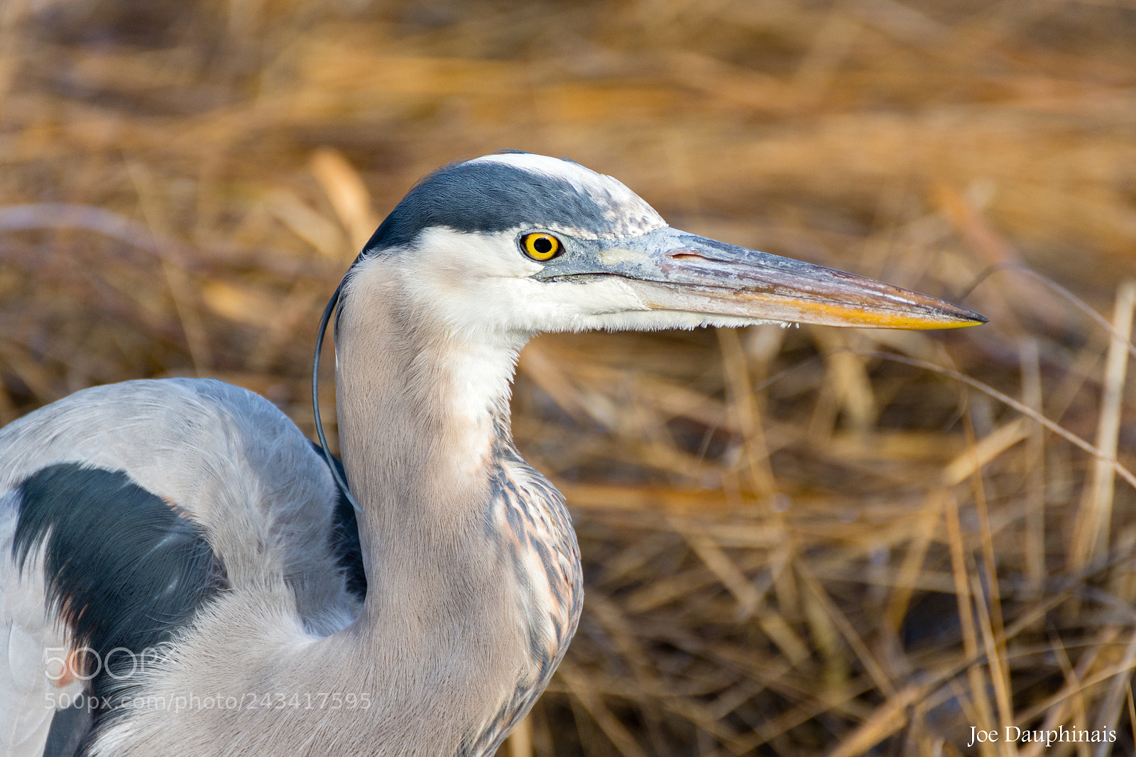 Nikon D7200 sample photo. Great blue heron staring photography