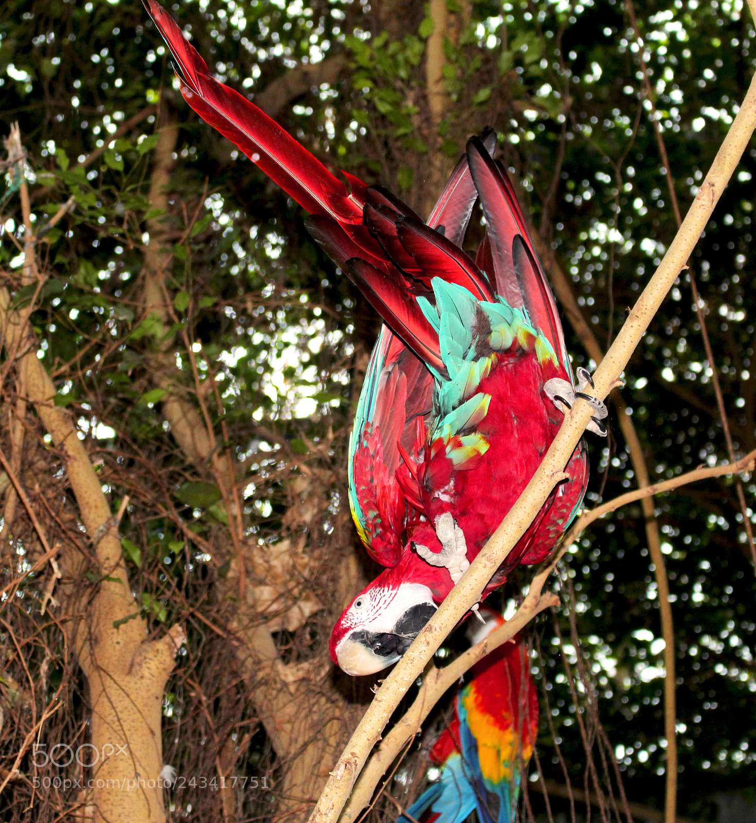 Canon EOS 1200D (EOS Rebel T5 / EOS Kiss X70 / EOS Hi) sample photo. Red parrot? photography