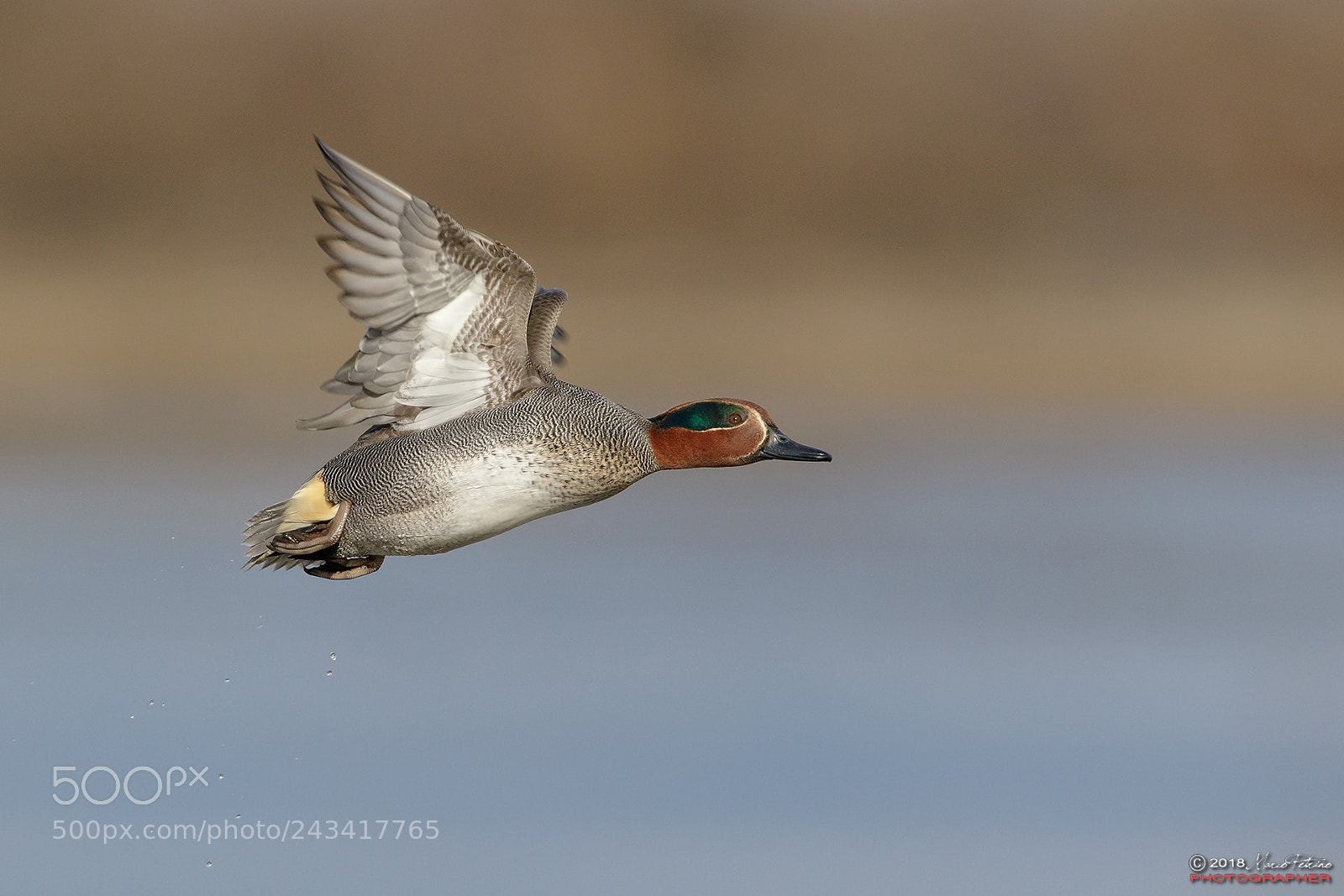 Canon EOS 7D Mark II sample photo. Alzavola europea (anas crecca) photography