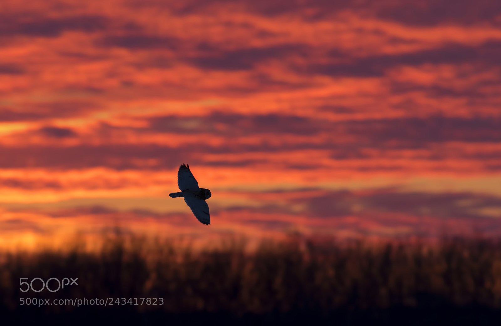 Canon EOS 7D Mark II sample photo. Short-eared owl hunting at photography