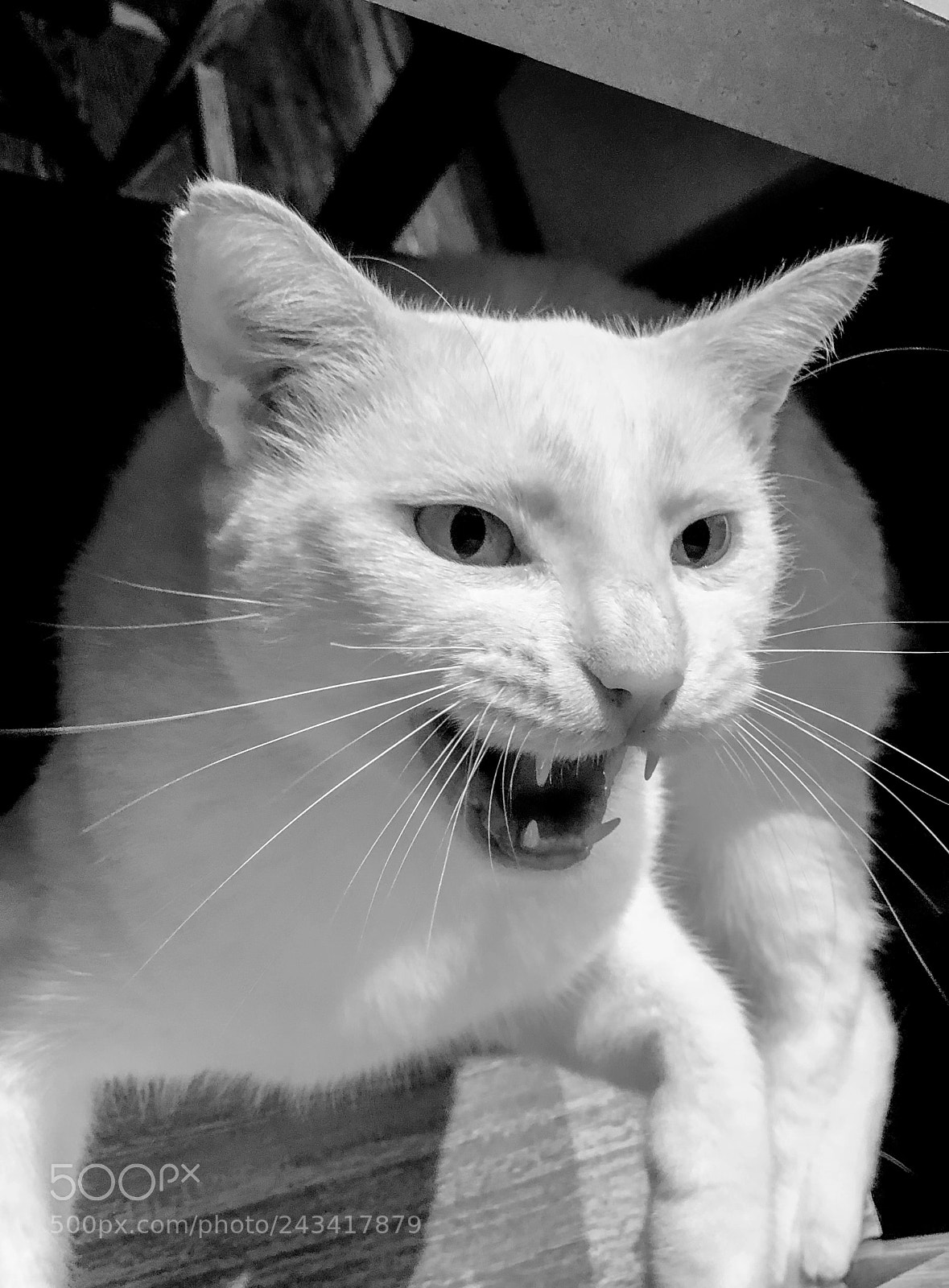 Apple iPhone X sample photo. Grumpy cat . photography
