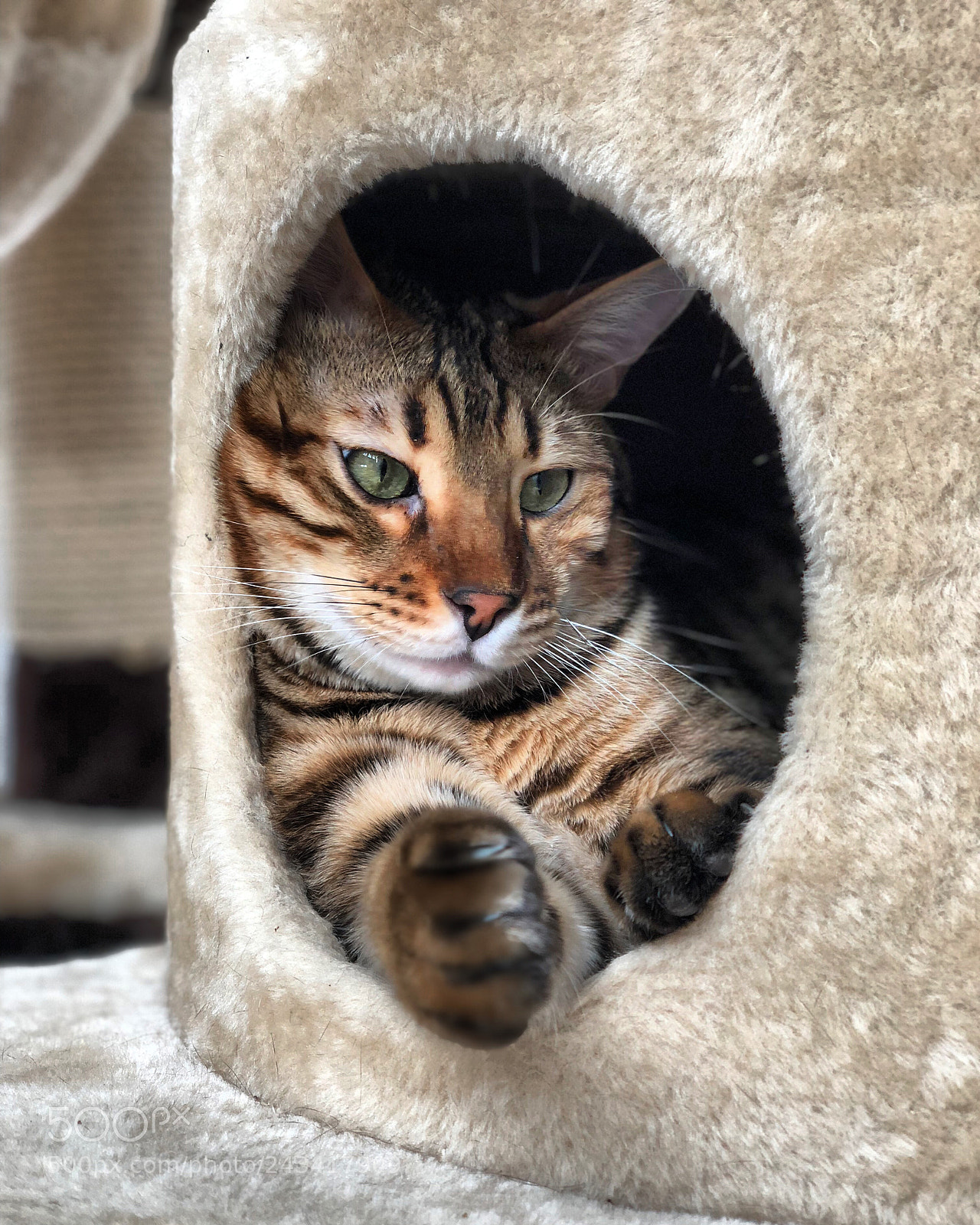 Apple iPhone X sample photo. Bengal cat ❤️? photography