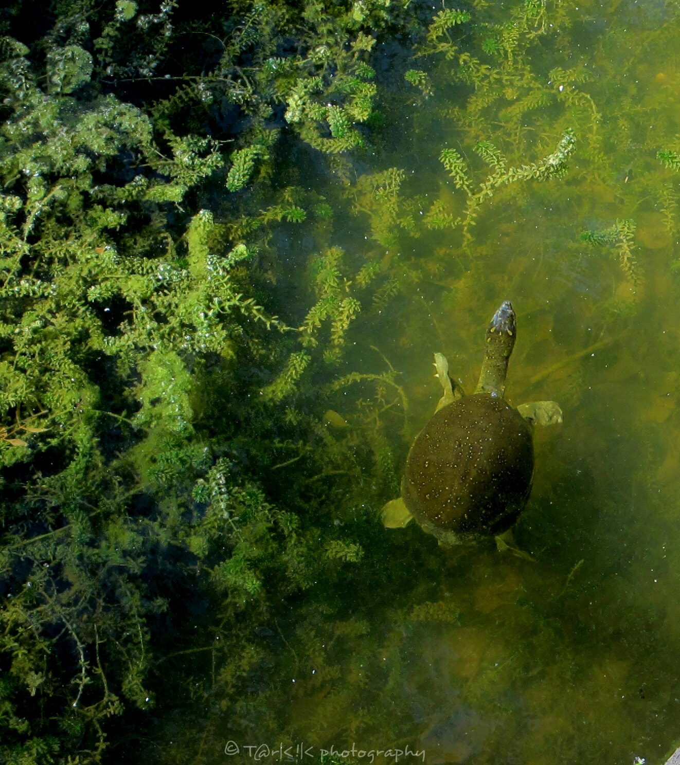 Canon PowerShot ELPH 100 HS (IXUS 115 HS / IXY 210F) sample photo. Turtle photography