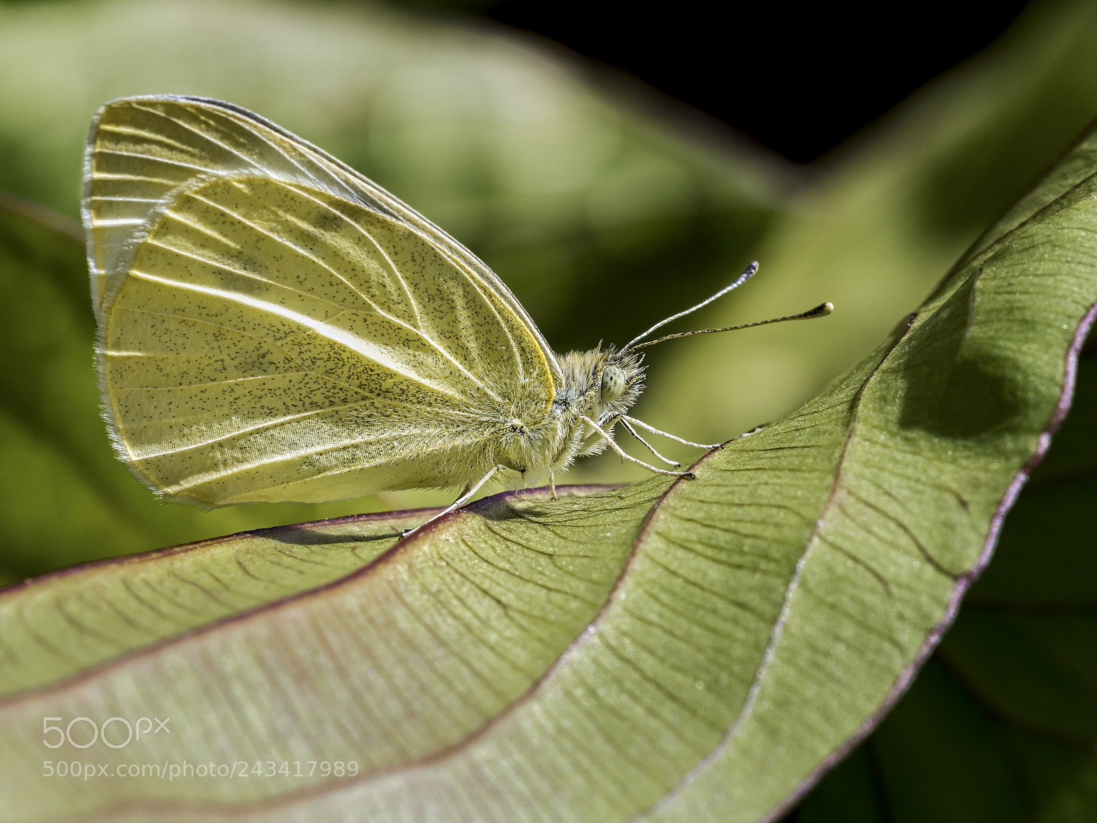 Olympus OM-D E-M5 sample photo. White butterfly #5 photography
