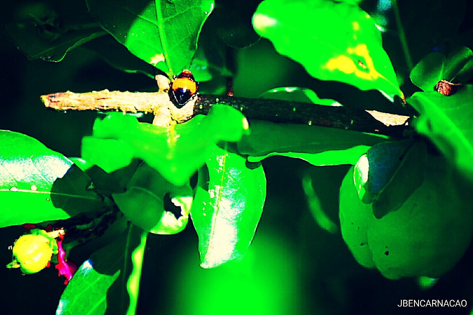 Nikon D5600 sample photo. Acerola photography