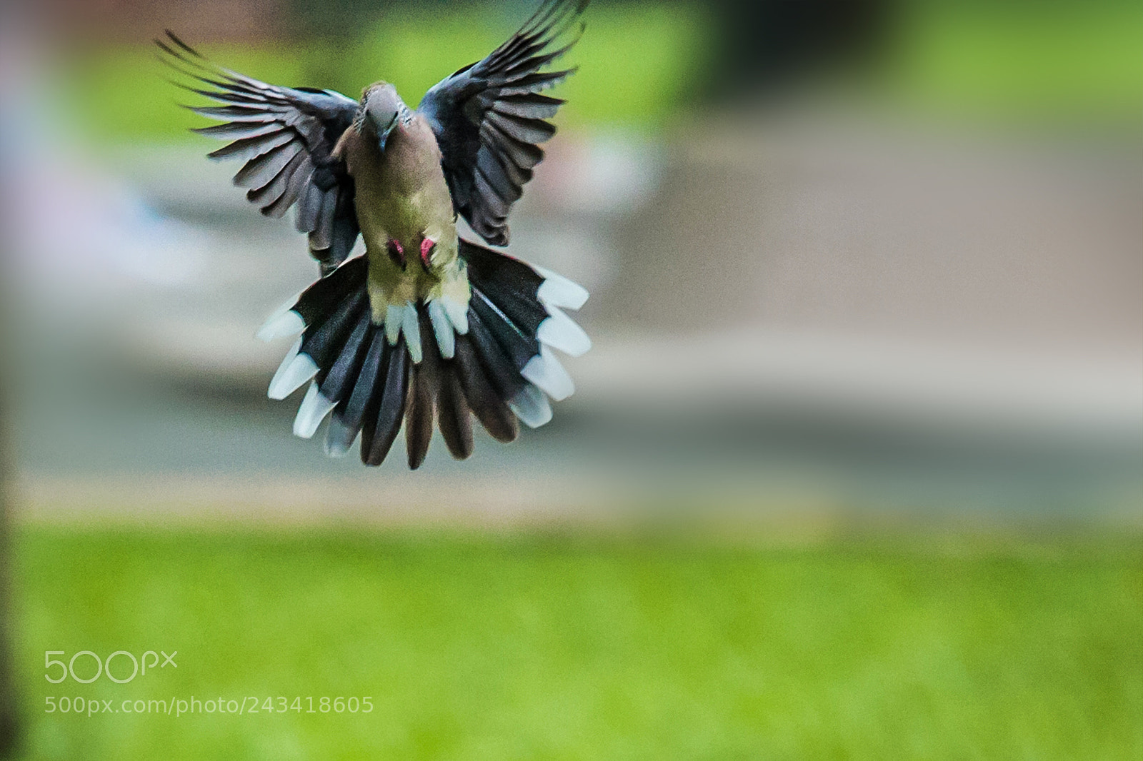 Canon EOS 5D sample photo. Pigeon in flight. pigeon photography