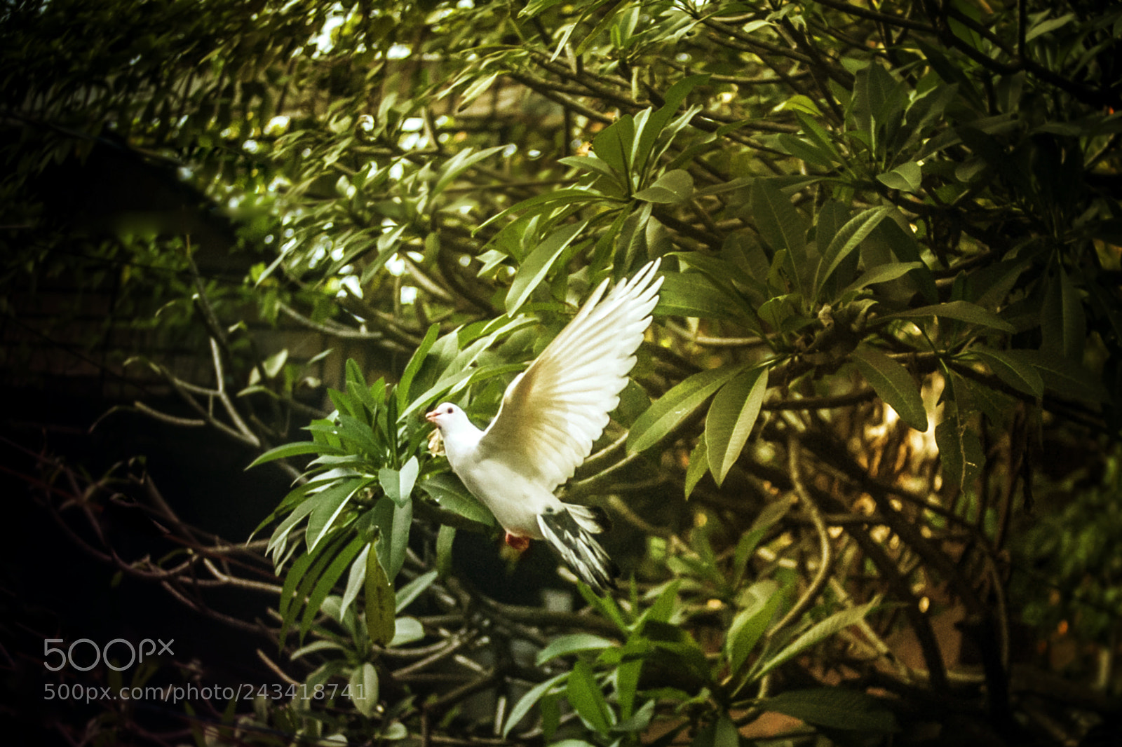 Canon EOS 5D sample photo. Untitled photography