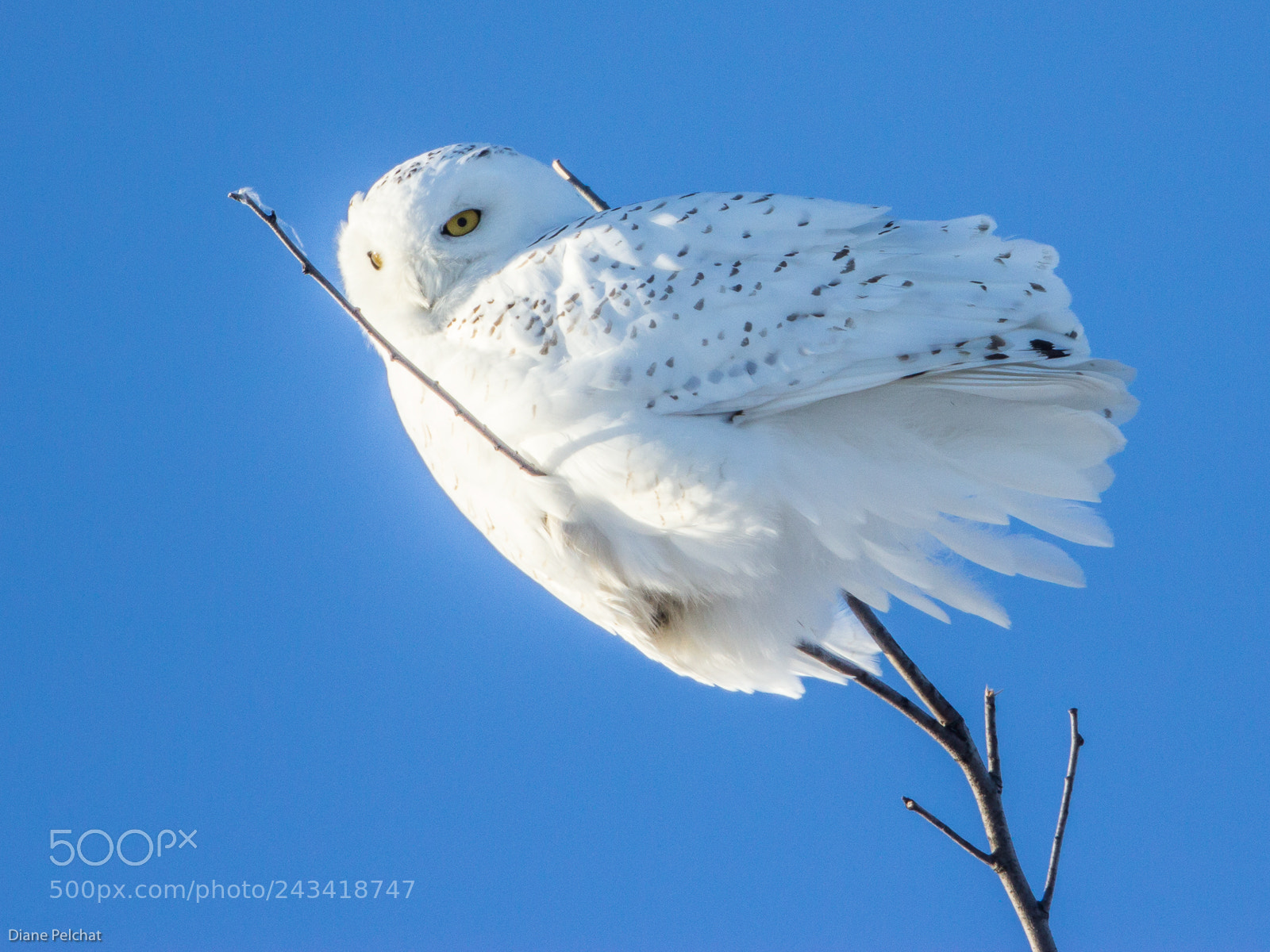 Canon EOS 60D sample photo. Snowy owl i see photography