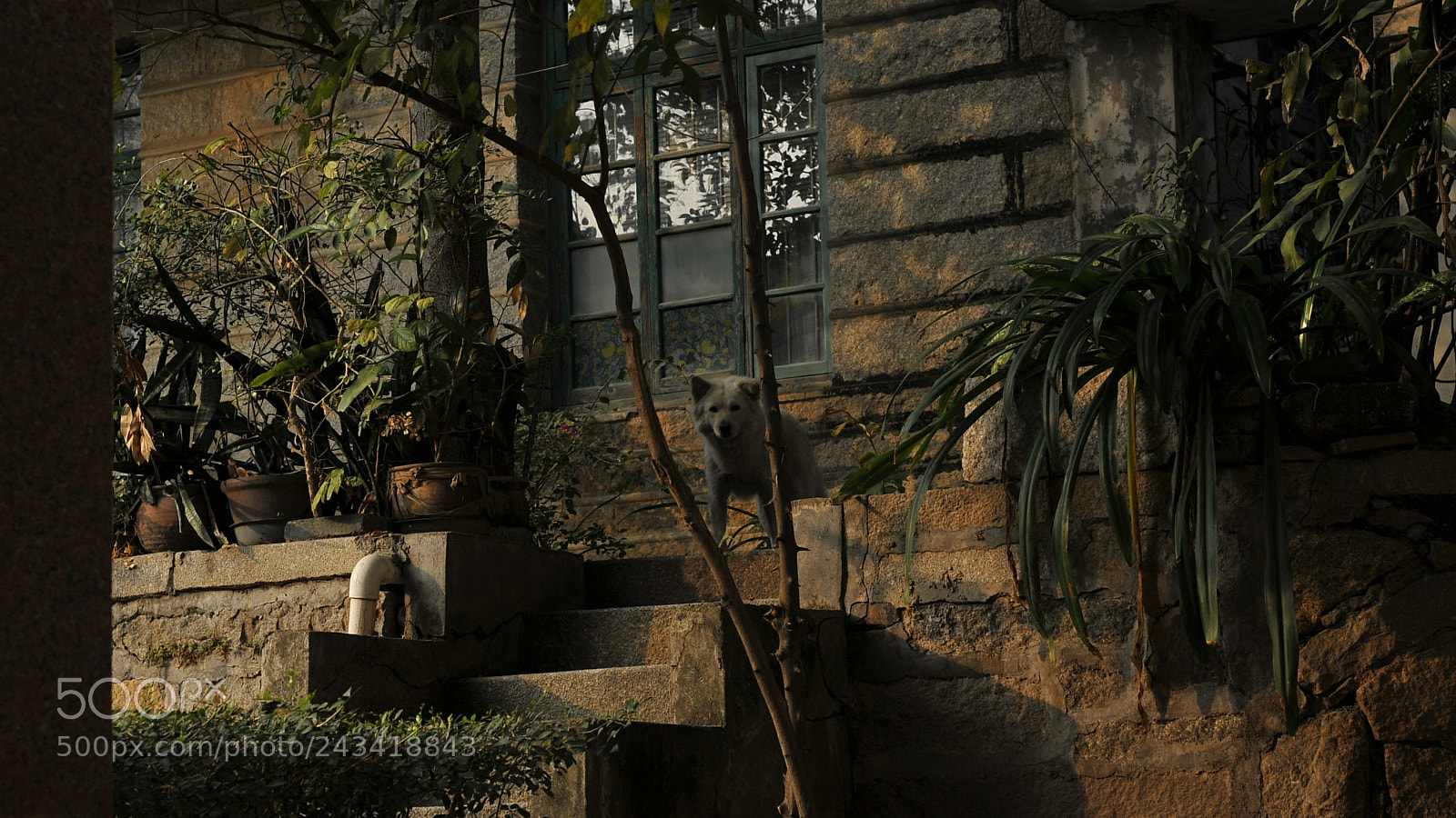 Nikon D300S sample photo. 我在城市里找猪 photography