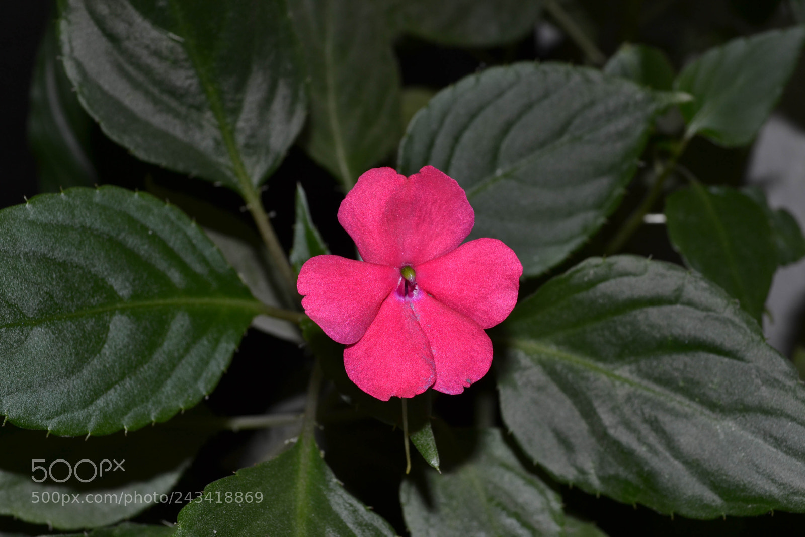 Nikon D3100 sample photo. Pink flowerv2 photography