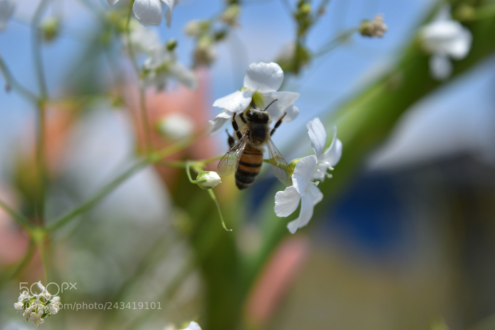 Nikon D5500 sample photo. Abeja photography