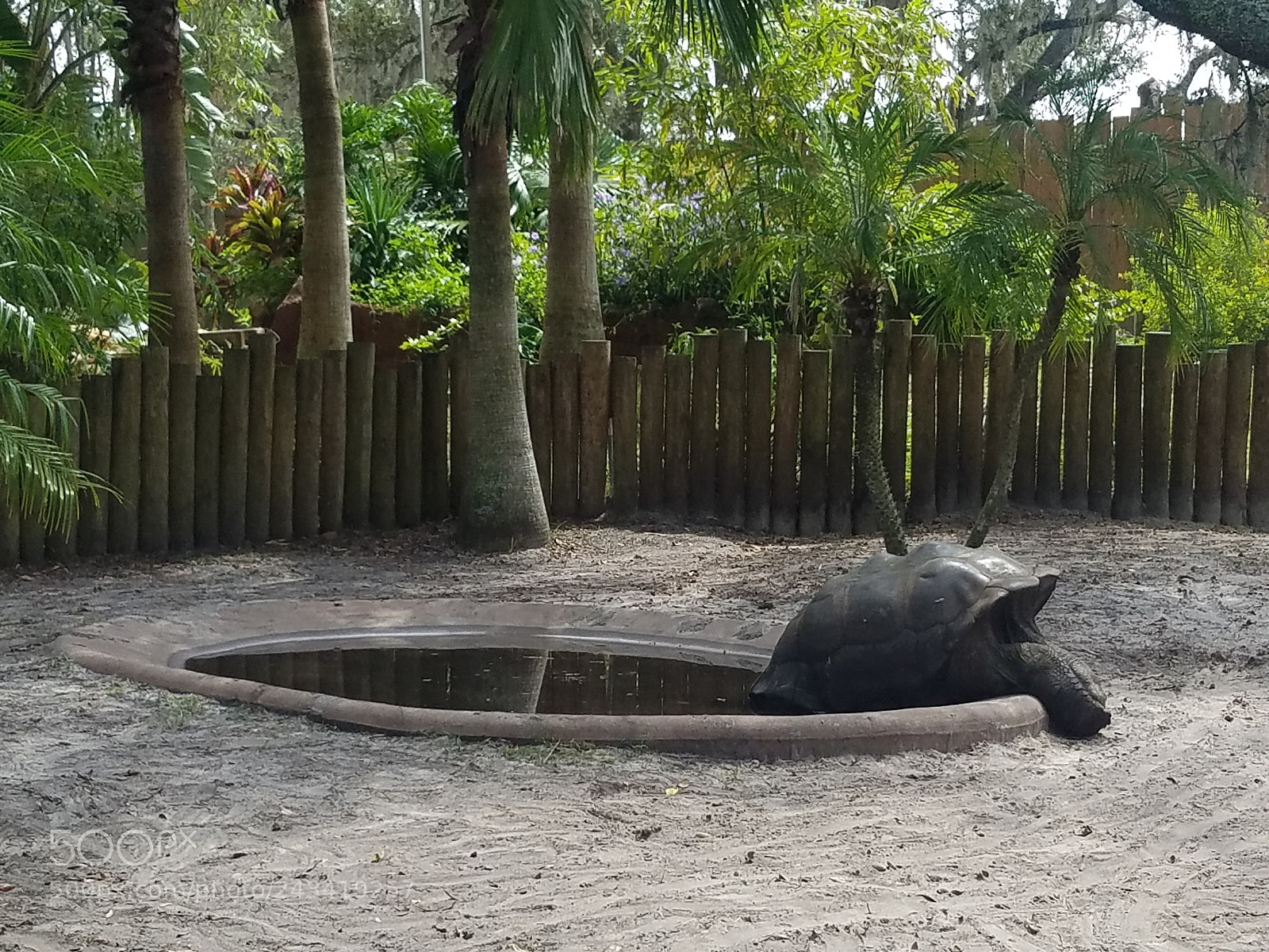 Samsung Galaxy S7 Edge sample photo. Tortoise butt photography