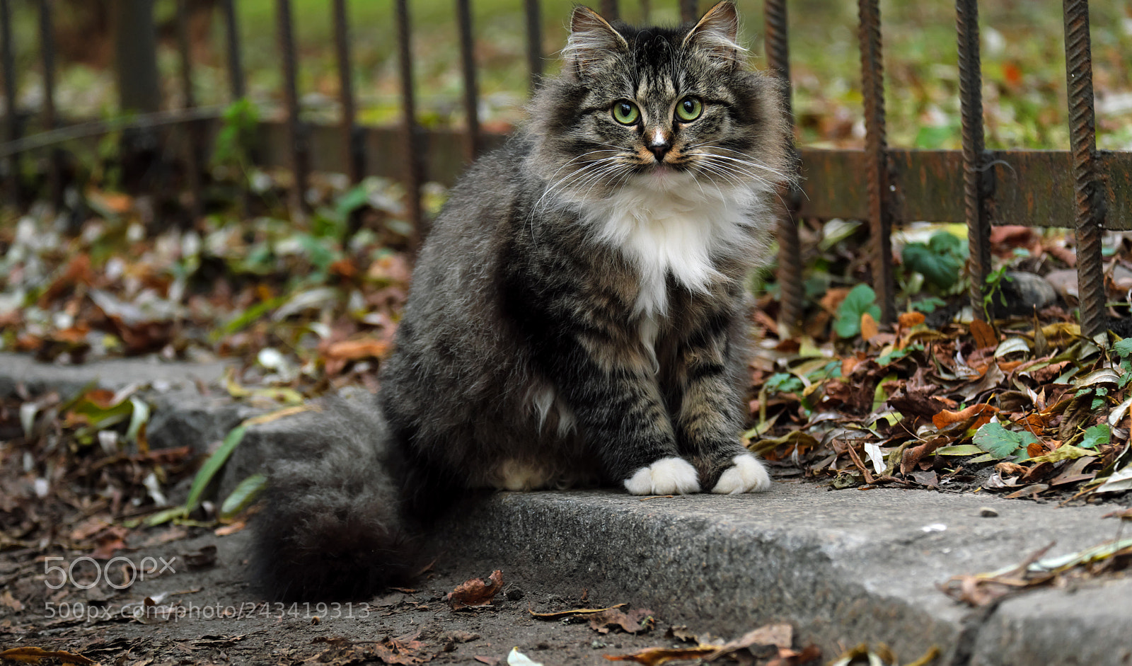 Fujifilm X-T20 sample photo. Siberian beauty photography