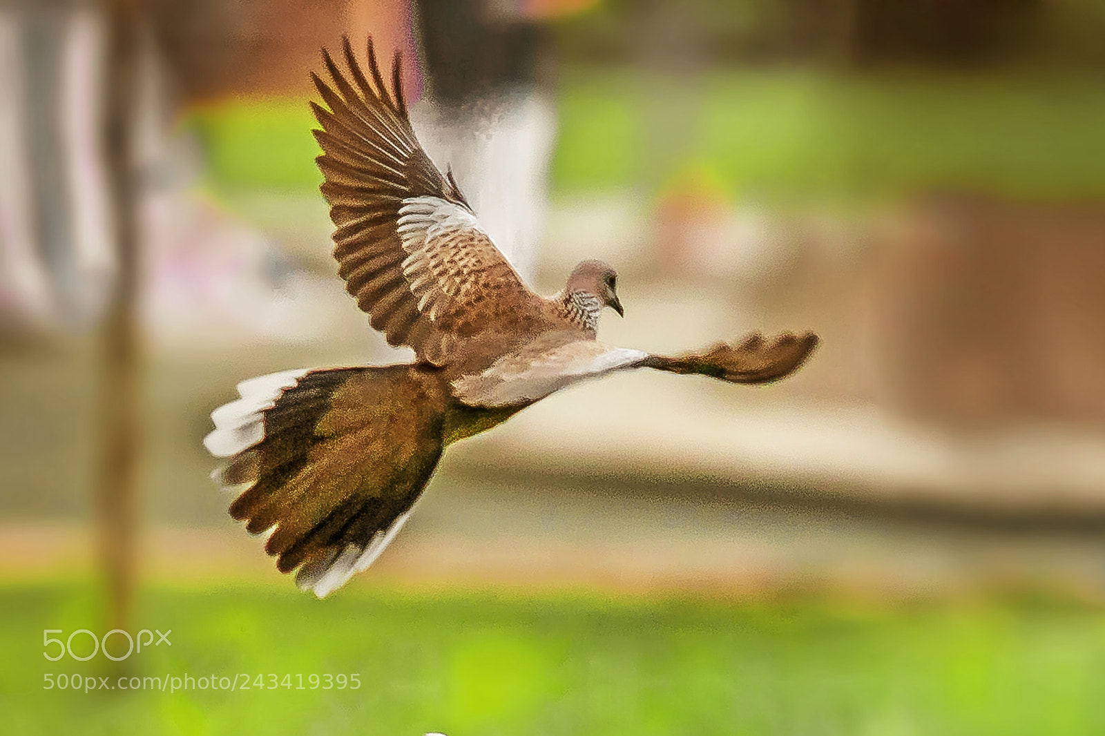 Canon EOS 5D sample photo. Pigeons flying. birdslife. bird photography